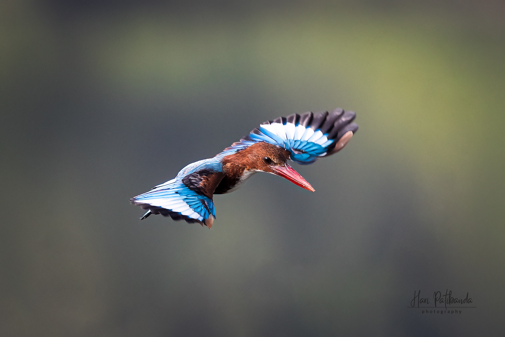 White Throated Kingfisher