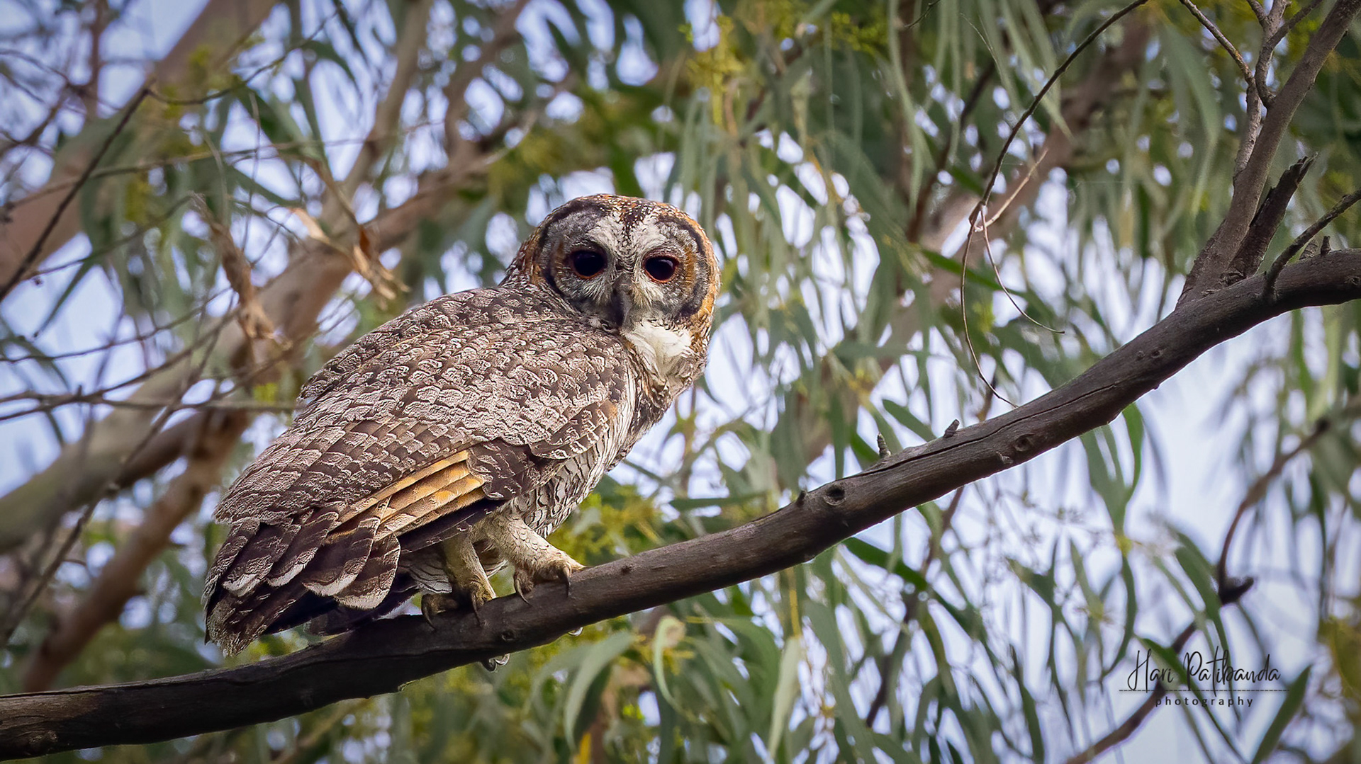 Mottled Wood Owl