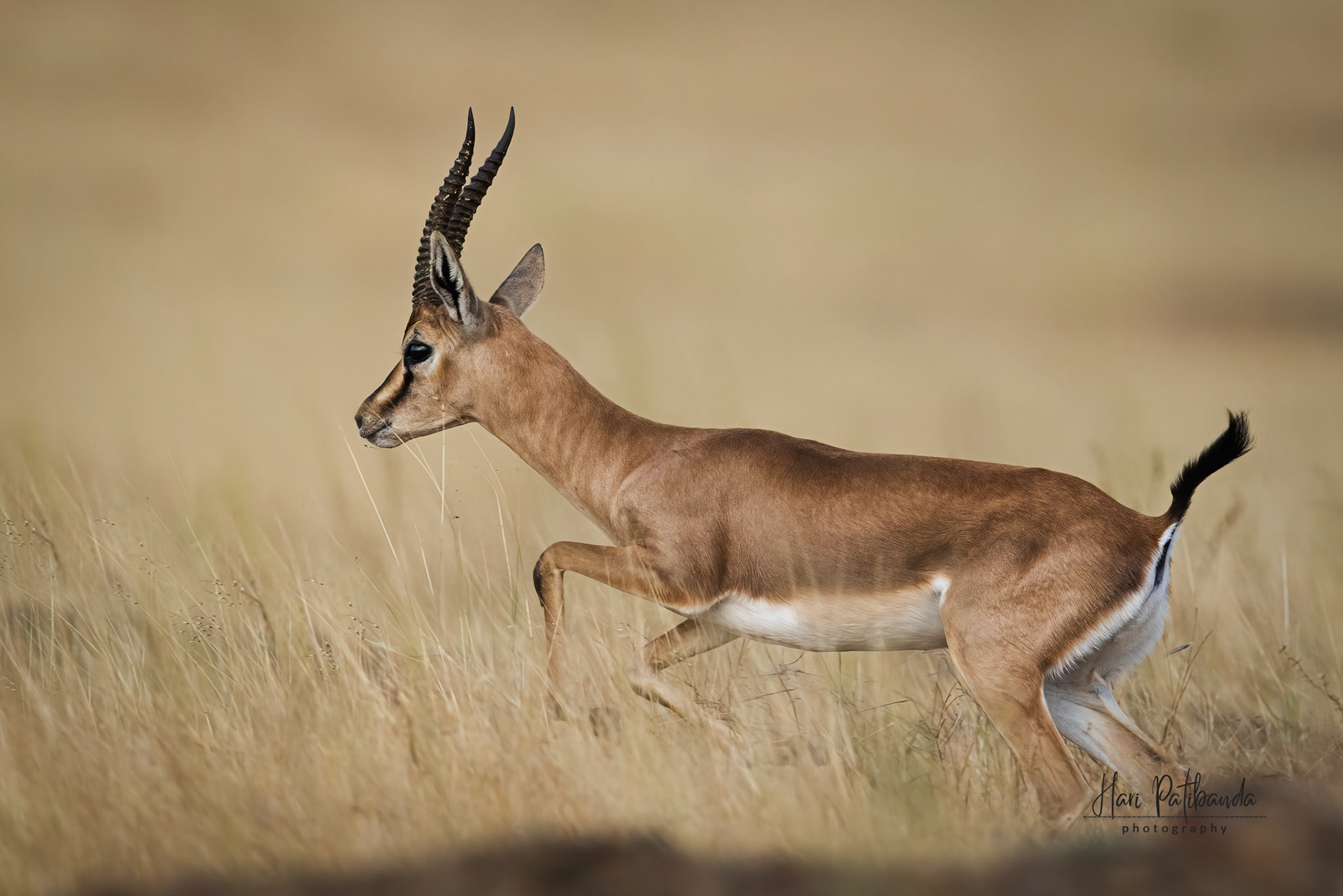 Chinkara or Indian Gazelle