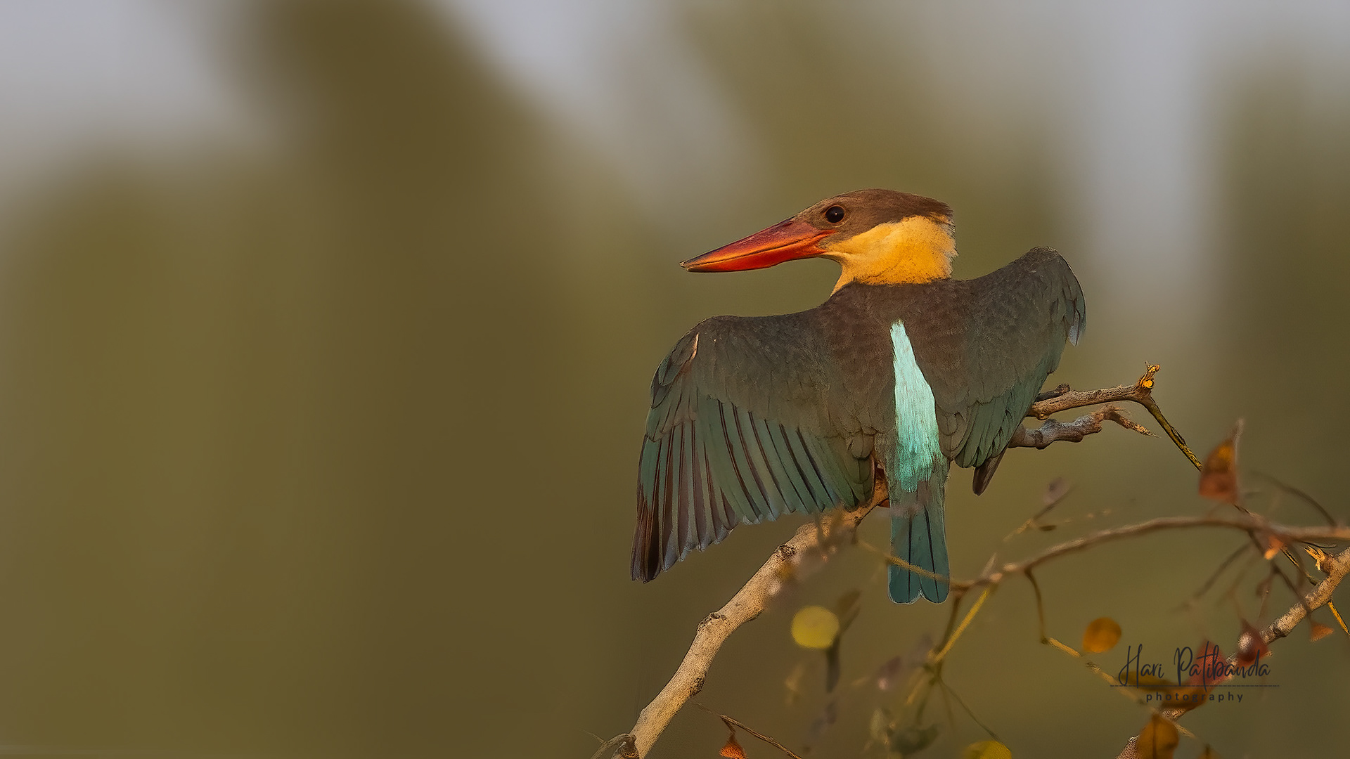 Stork Billed Kingfisher