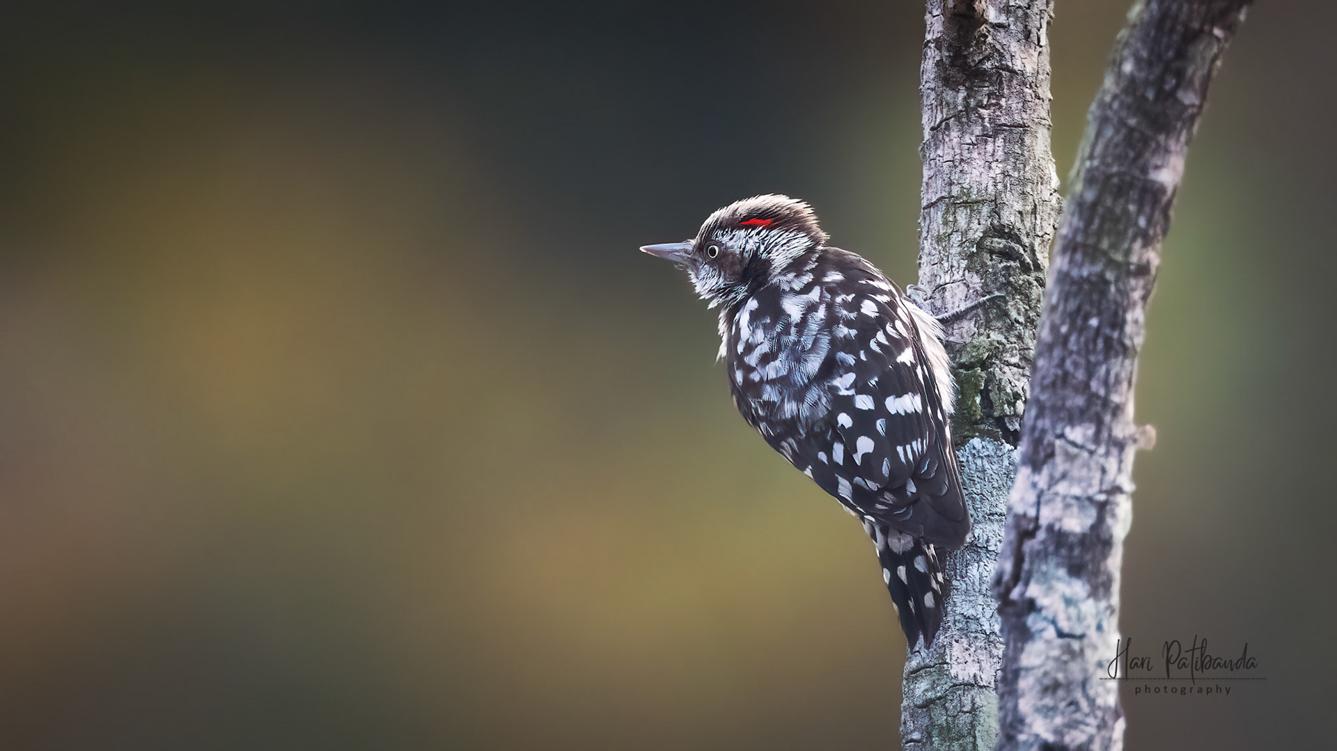 Brown Capped Pygmy Woodpecker