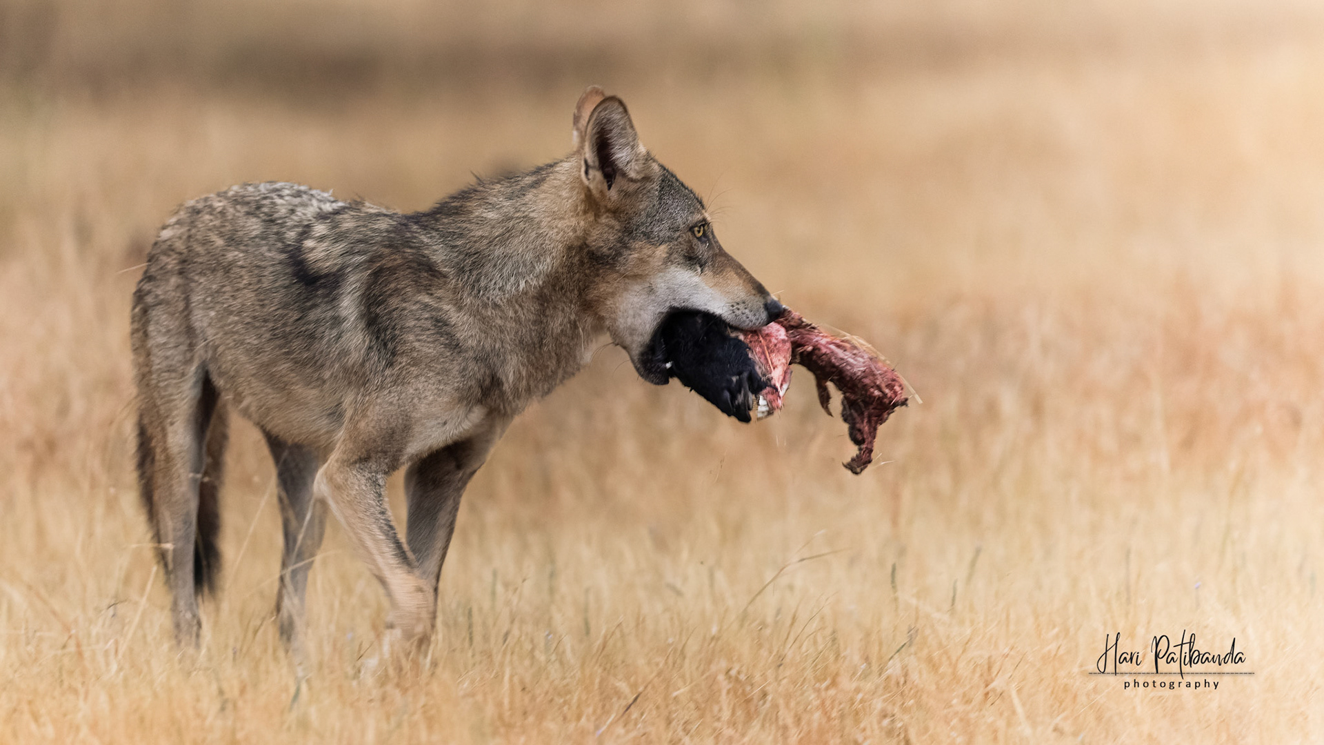 Indian Grey Wolf