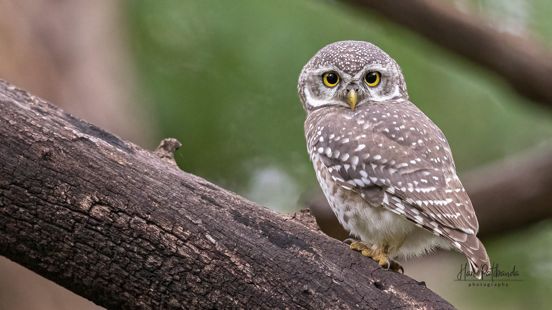 Spotted Owlet