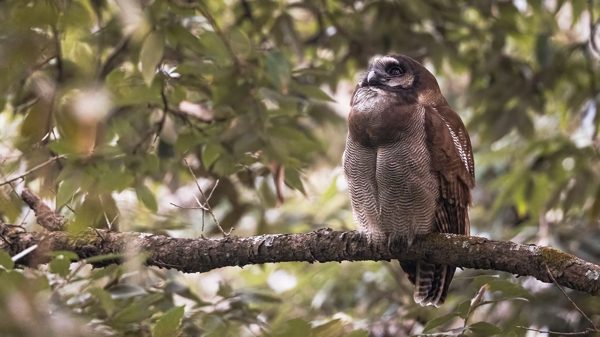 Brown Wood Owl