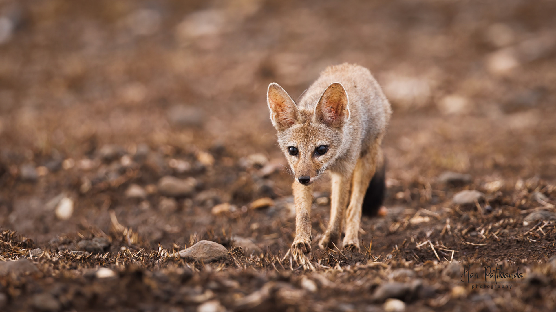 Indian Fox