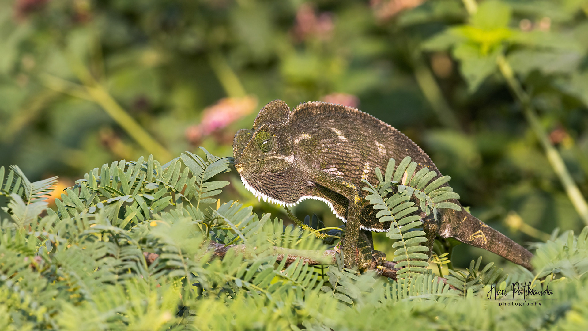 Indian Chameleon
