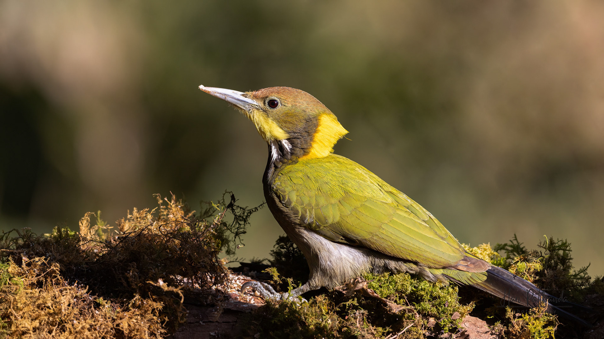 Greater Yellownape Woodpecker
