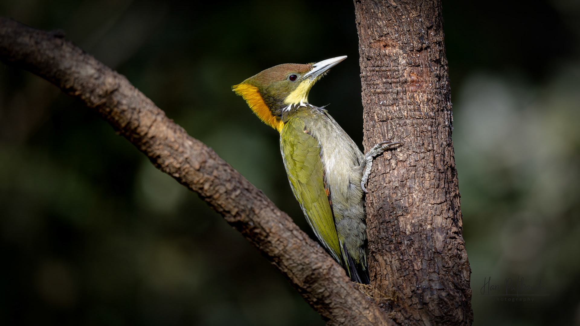 Greater Yellownape Woodpecker