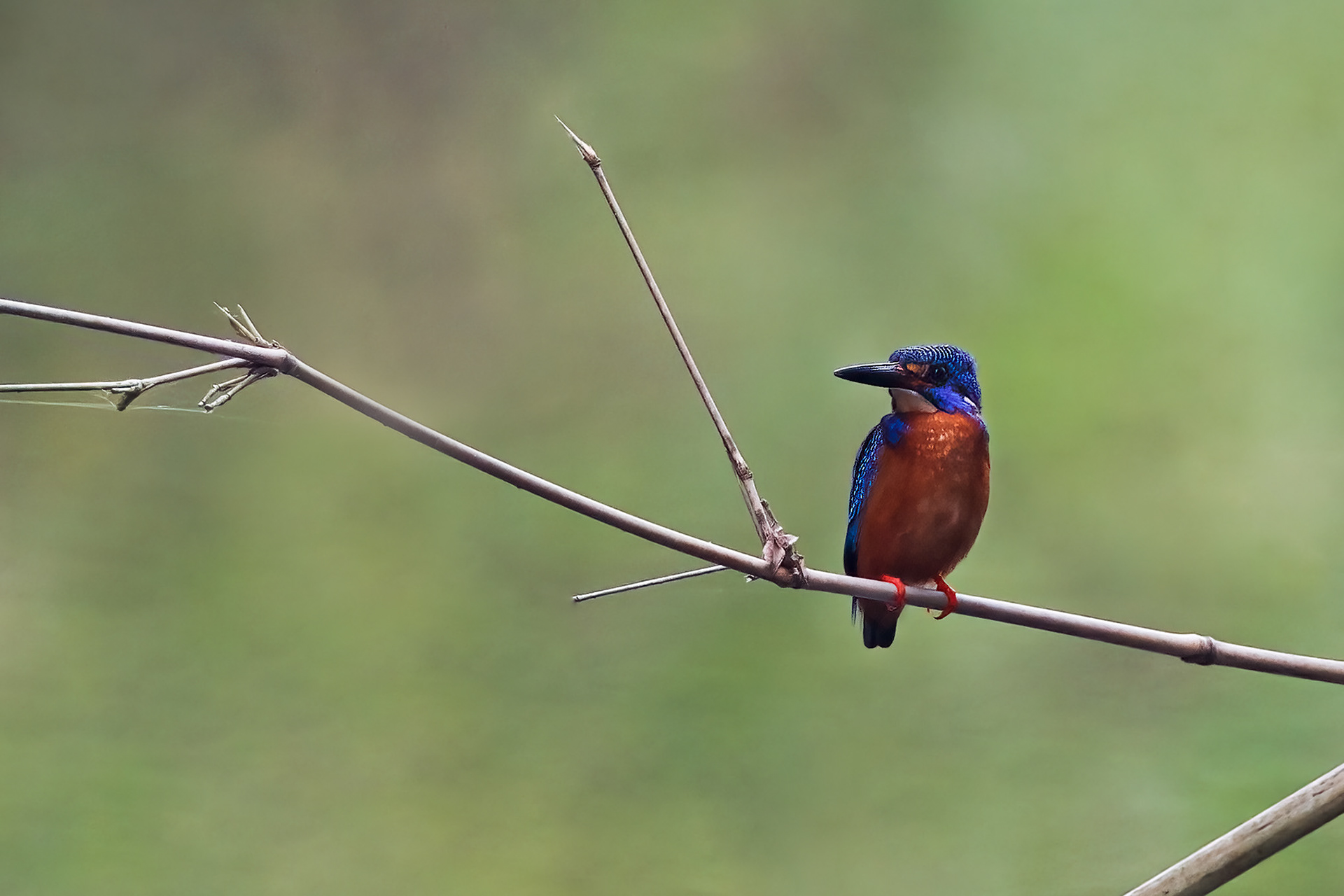Blue Eared Kingfisher