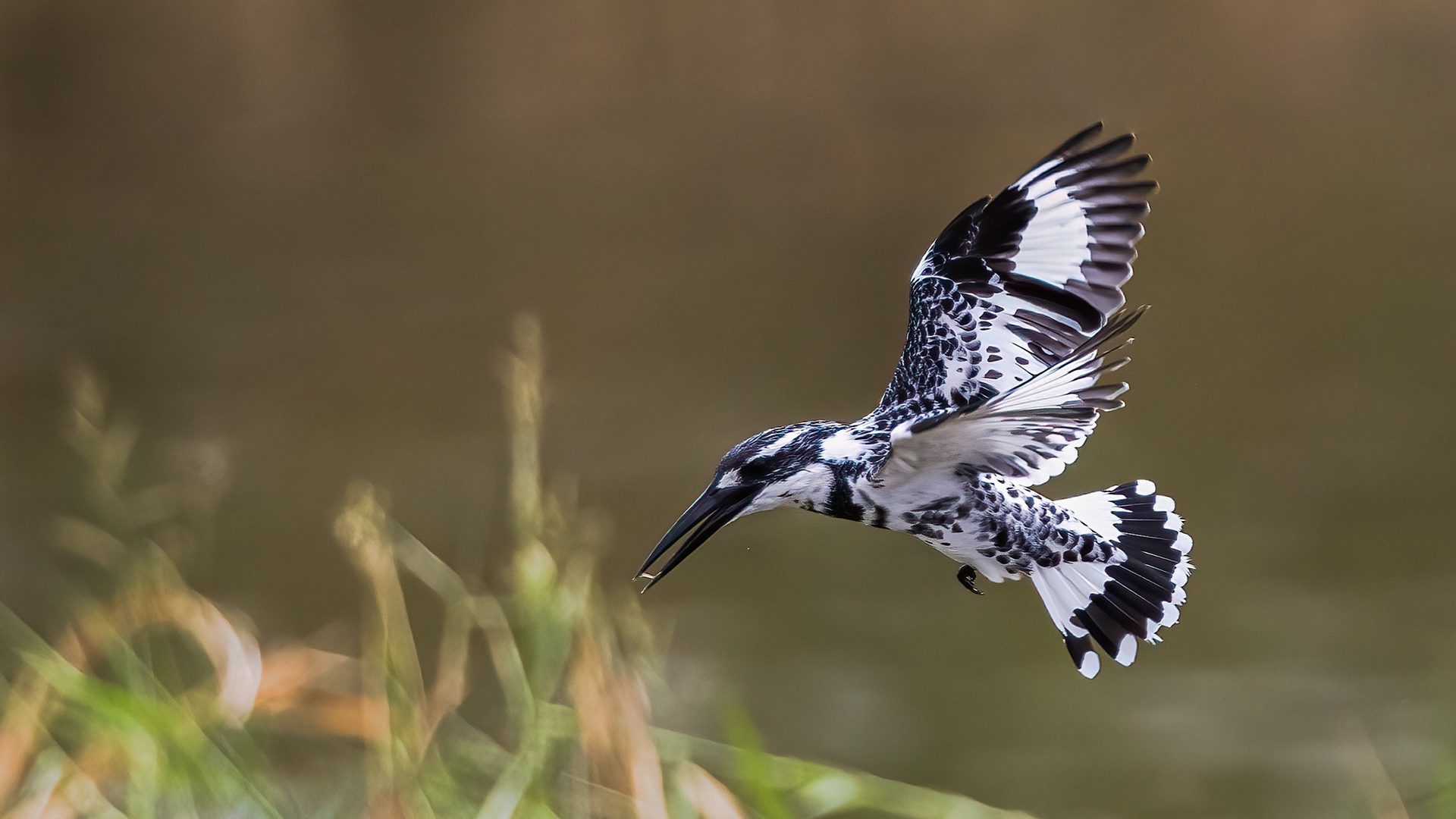 Pied Kingfisher