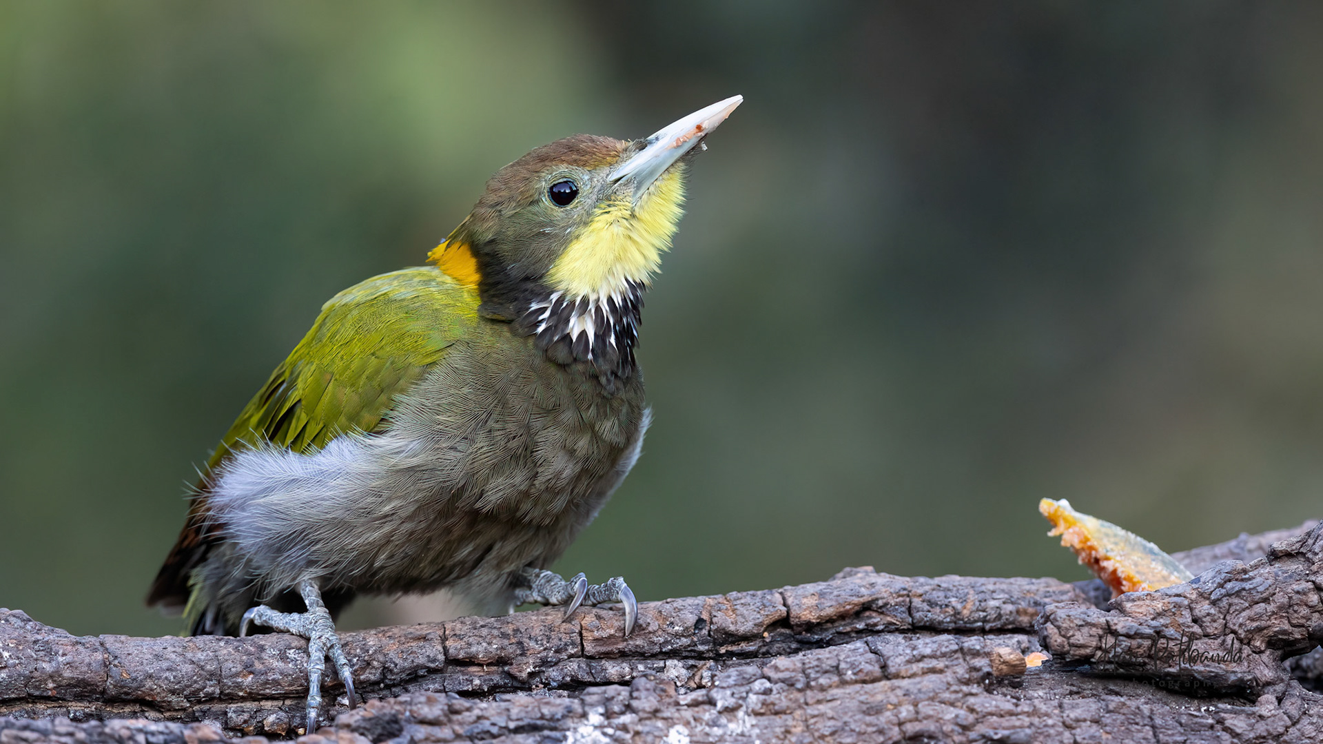 Greater Yellownape Woodpecker