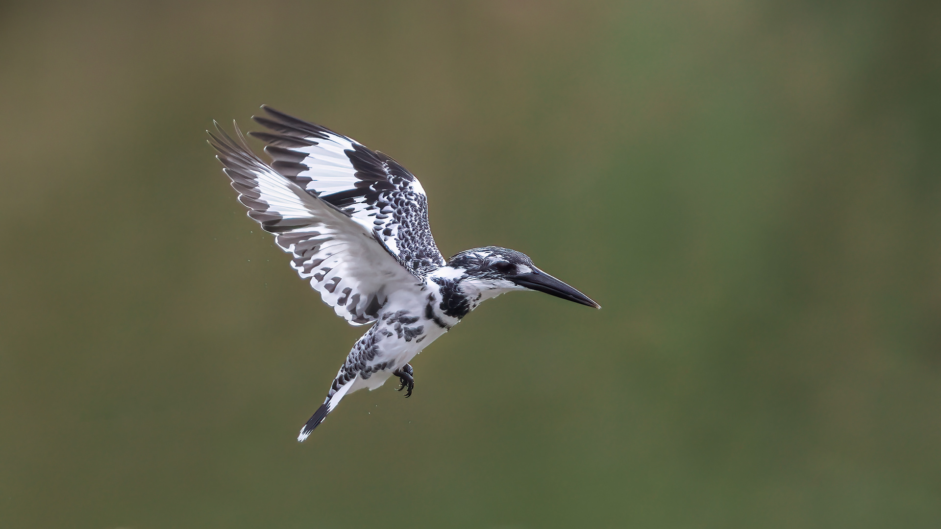 Pied Kingfisher