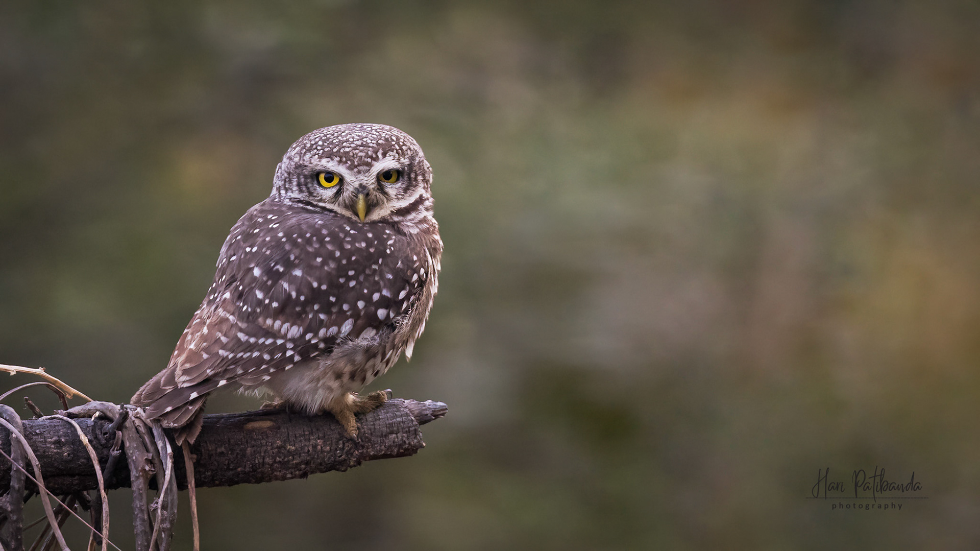 Spotted Owlet