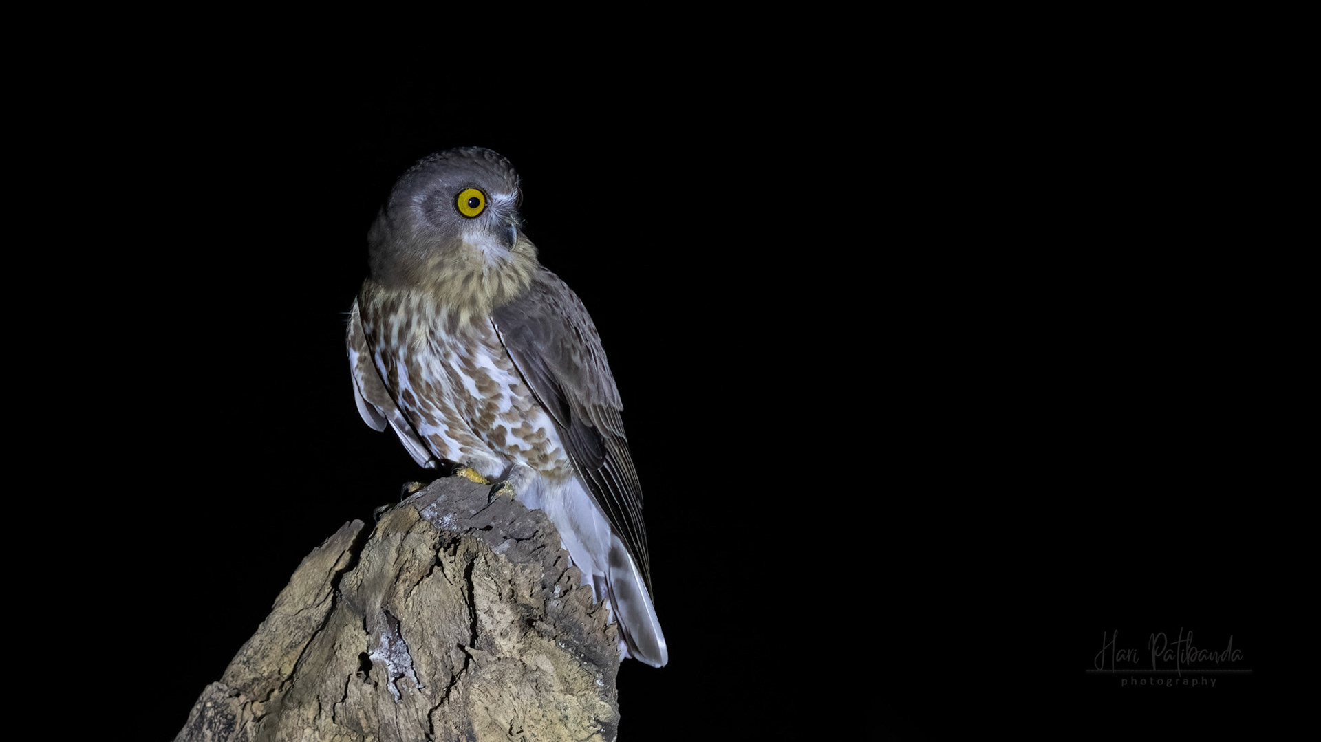 Brown Hawl Owl