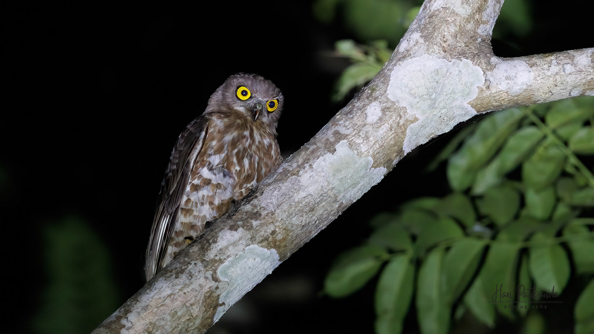 Brown Hawk Owl