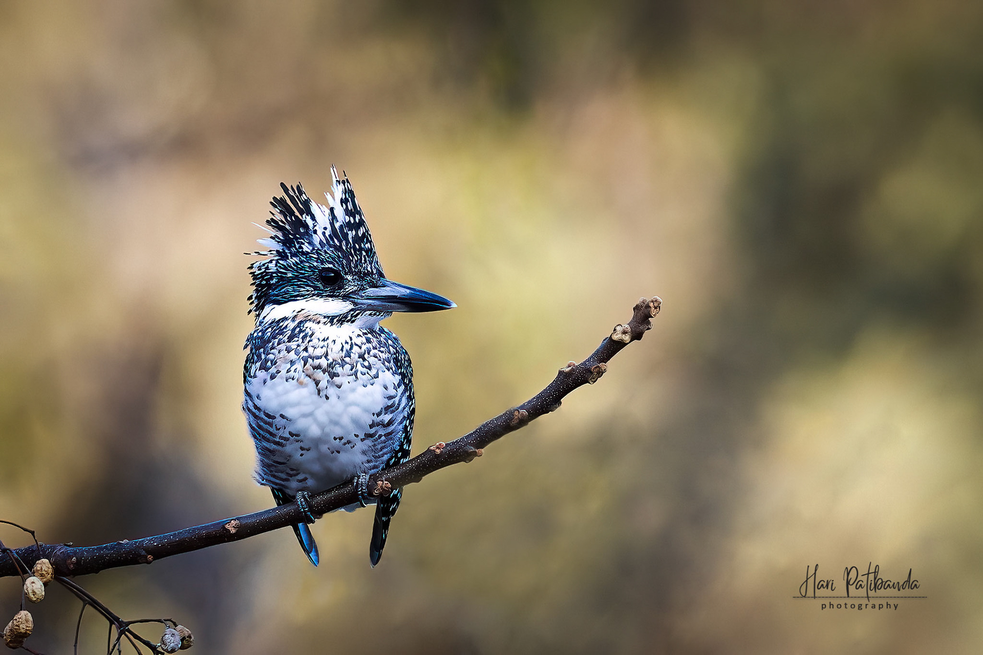 Crested Kingfisher
