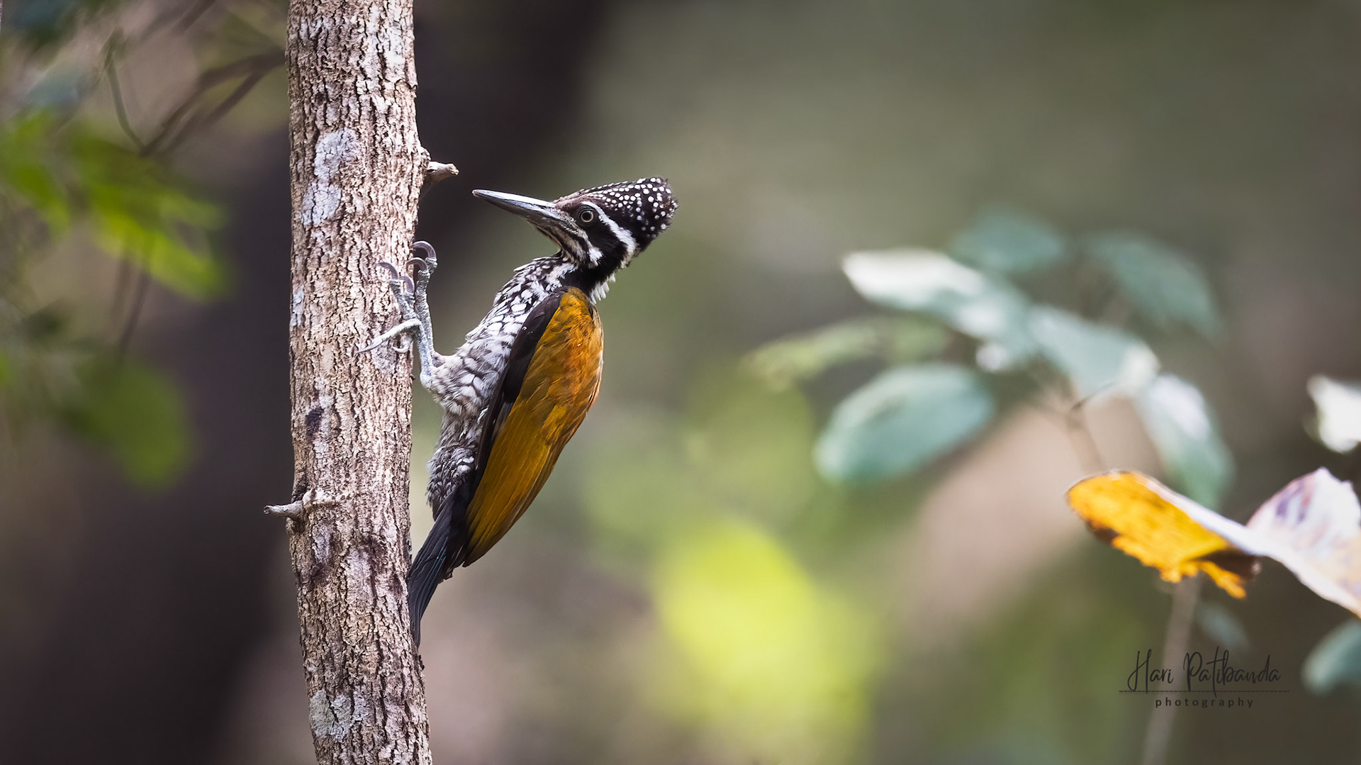 Greater Flameback