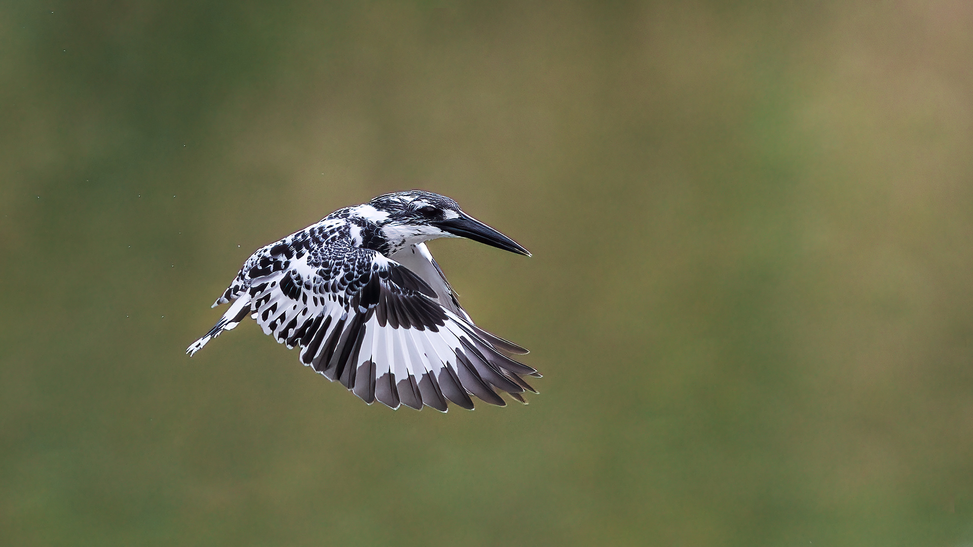 Pied Kingfisher