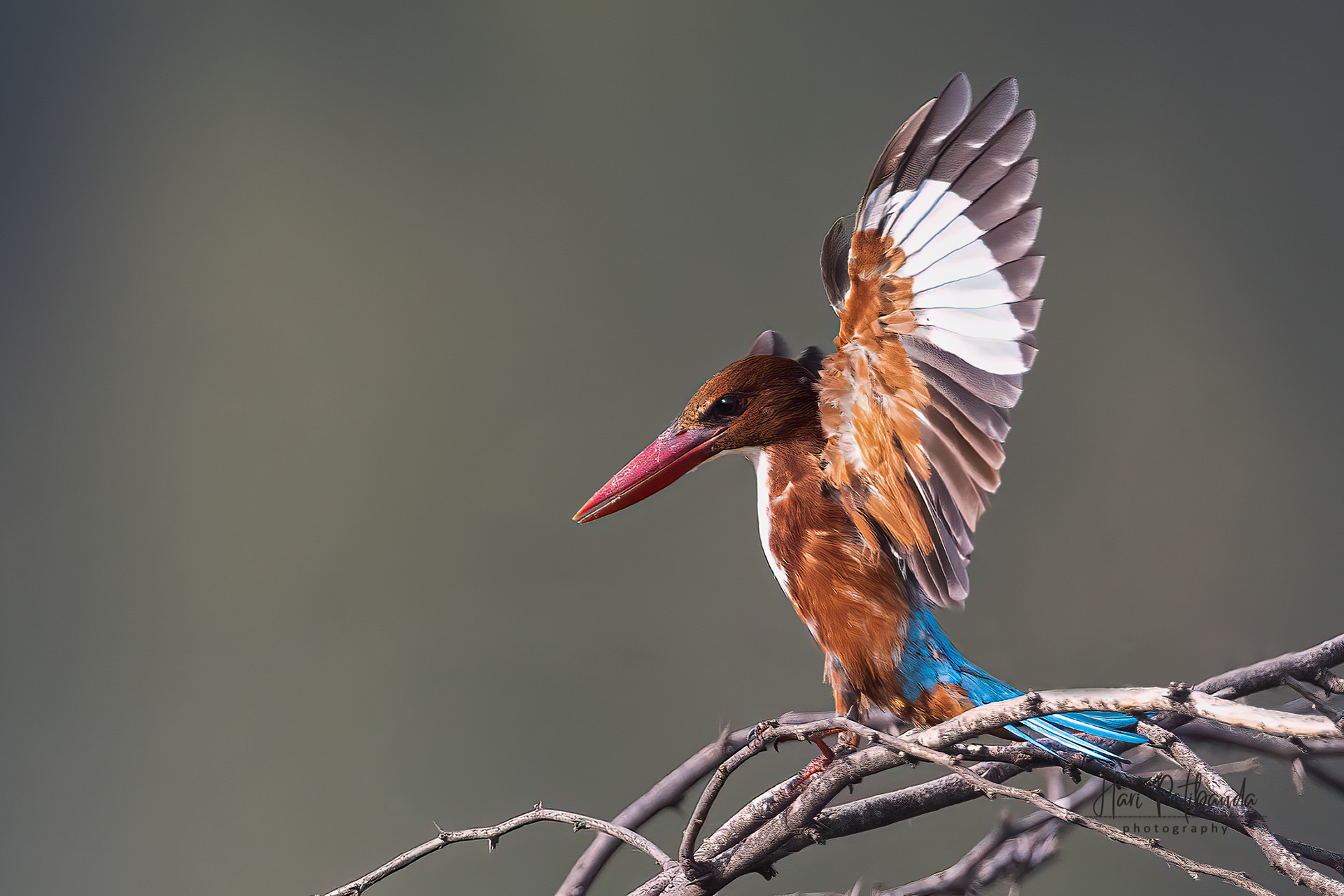 White Throated Kingfisher
