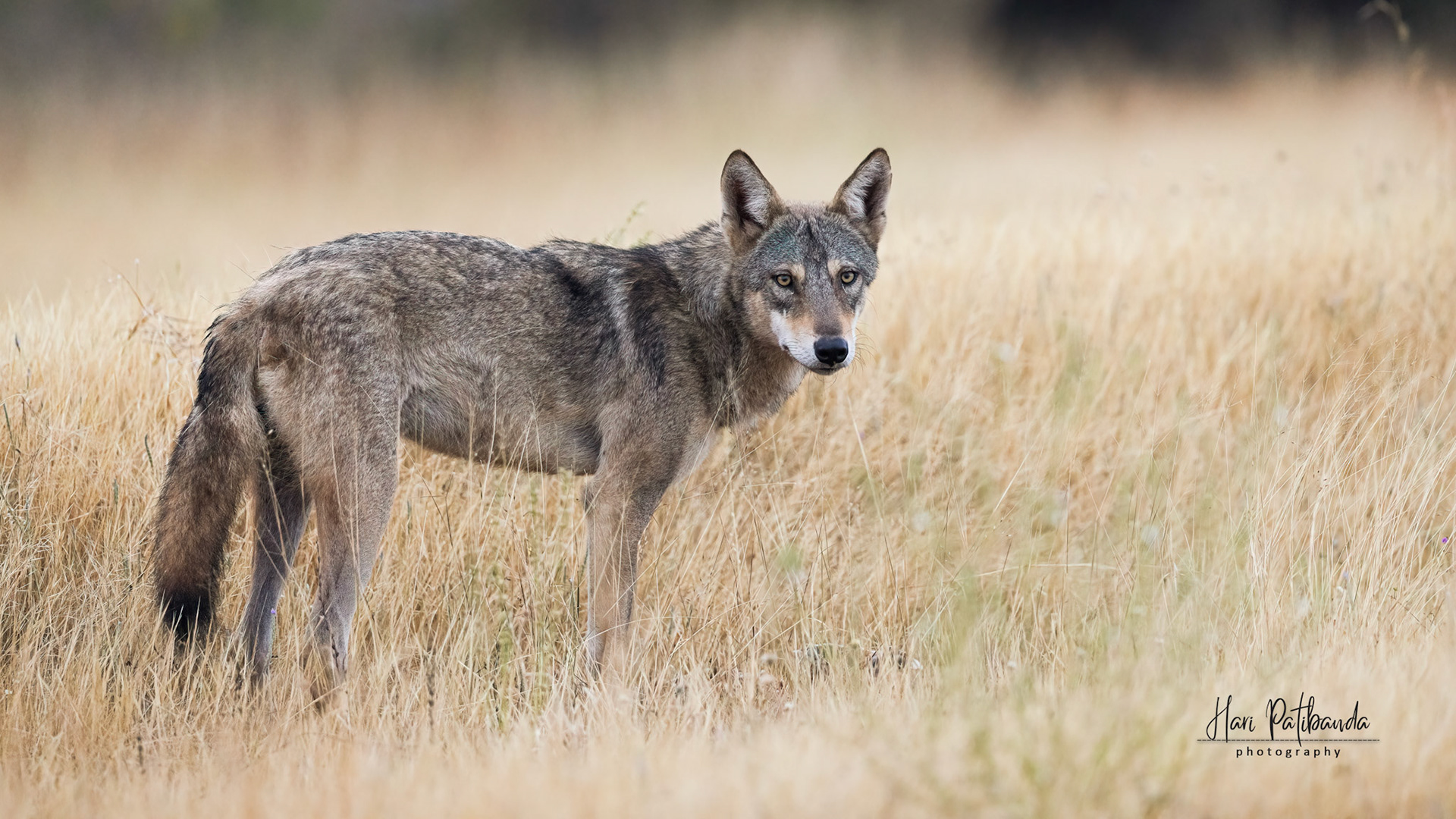 Indian Grey Wolf