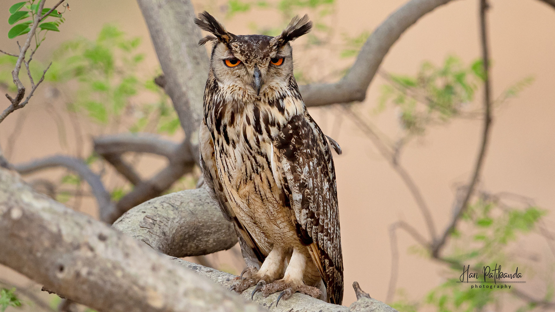 Indian Eagle Owl
