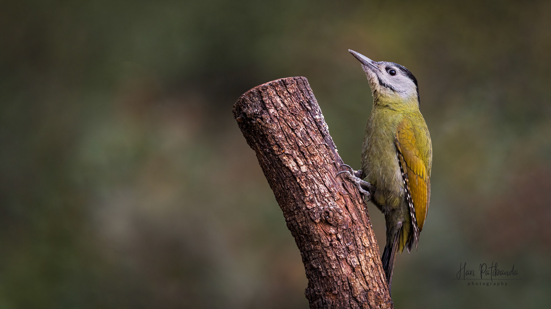 Grey Headed Woodpecker
