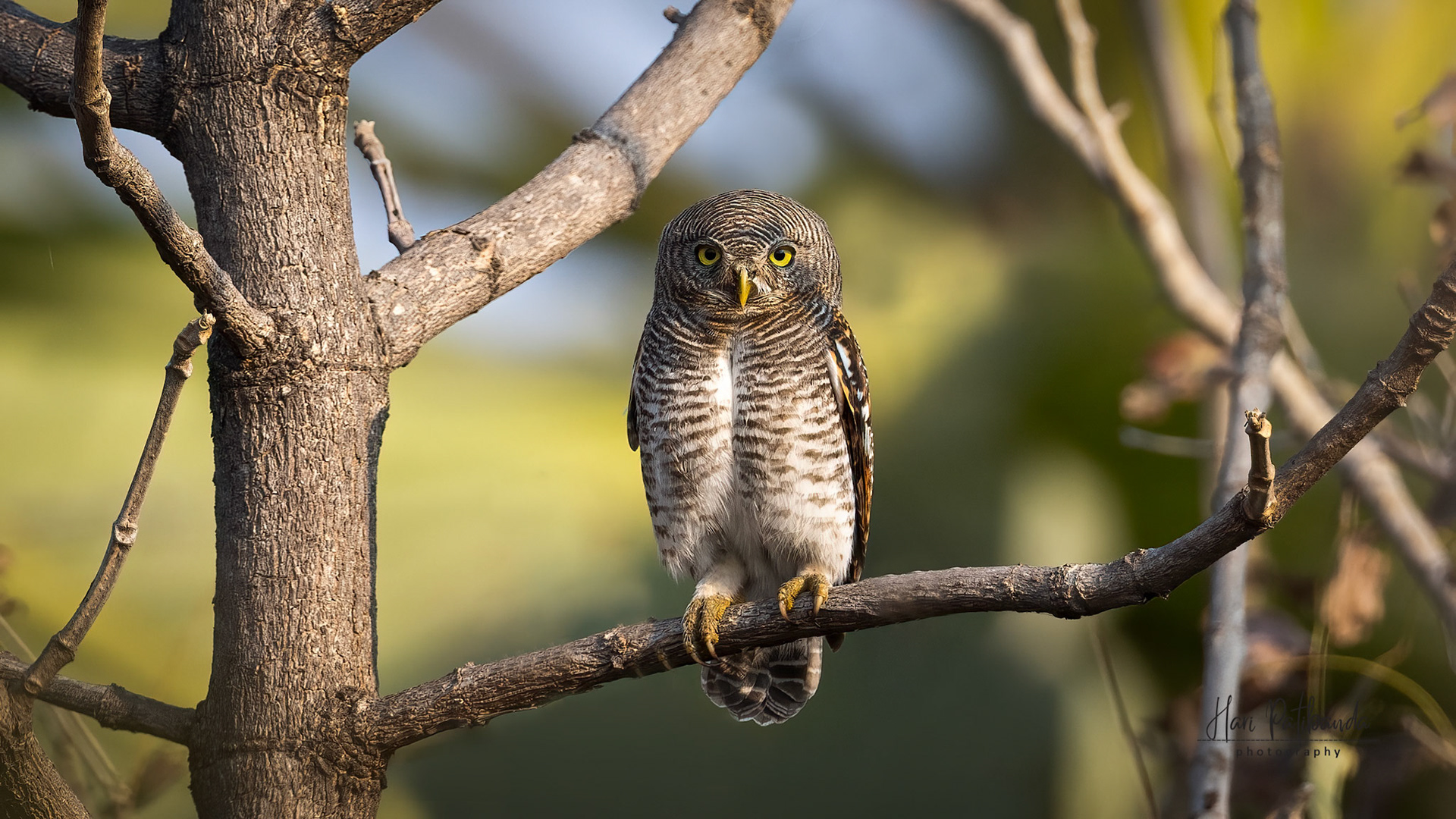 Jungle Owlet
