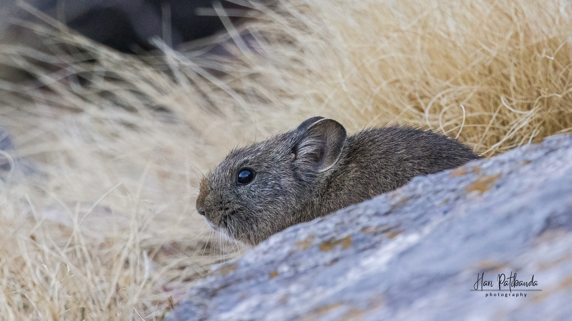Mountain Pika