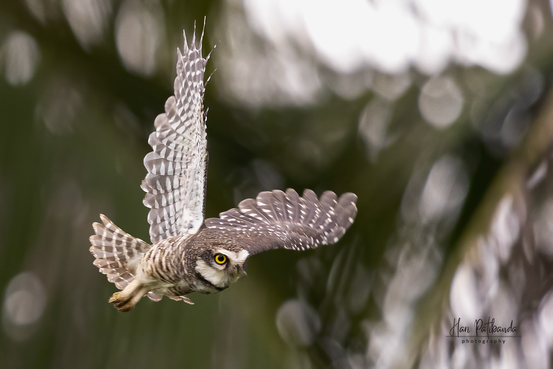 Spotted Owlet