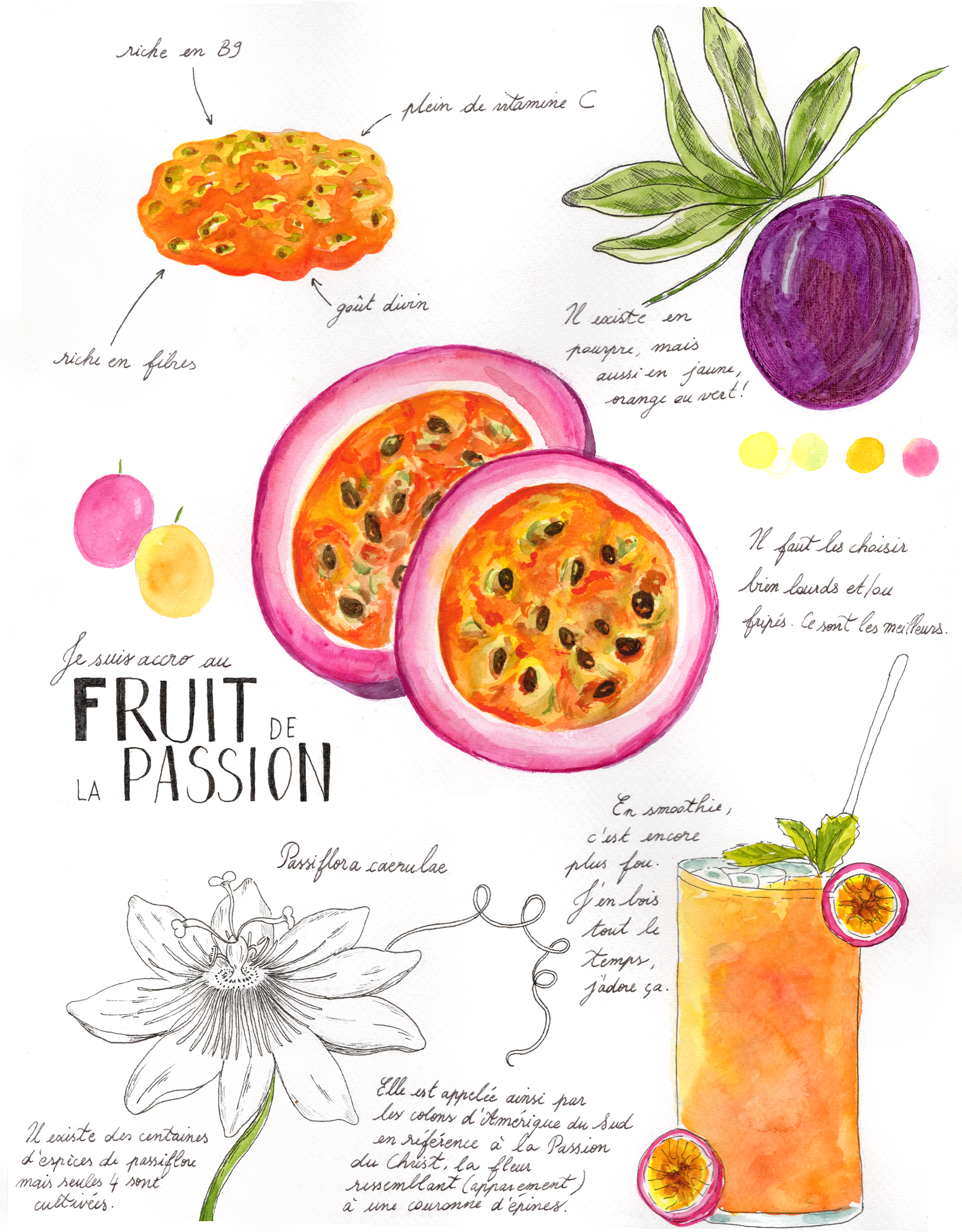 Etude - Fruit de la passion - 31x41 cm - aquarelle, encre de Chine, graphite