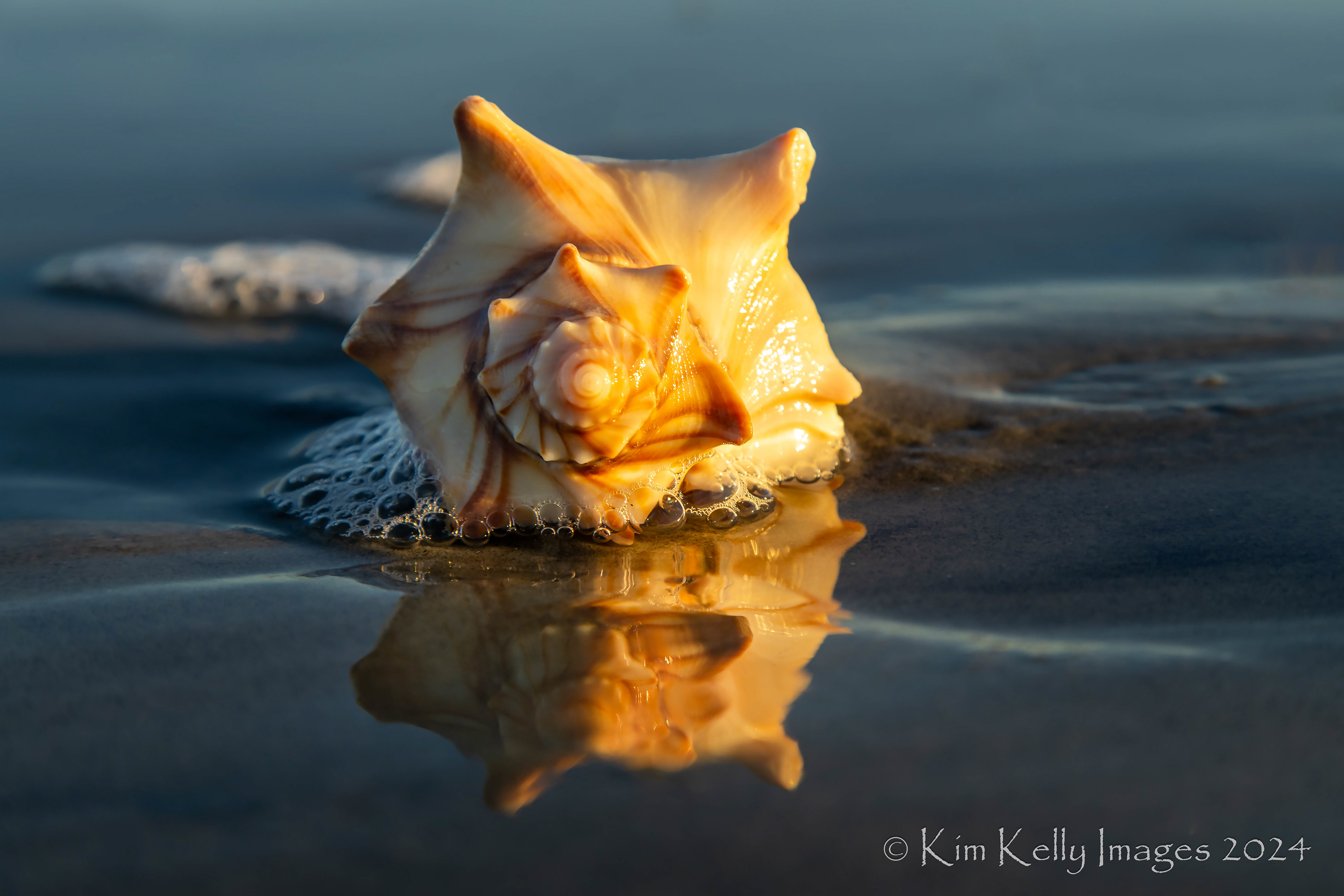 Spiraling Whelk Reflection