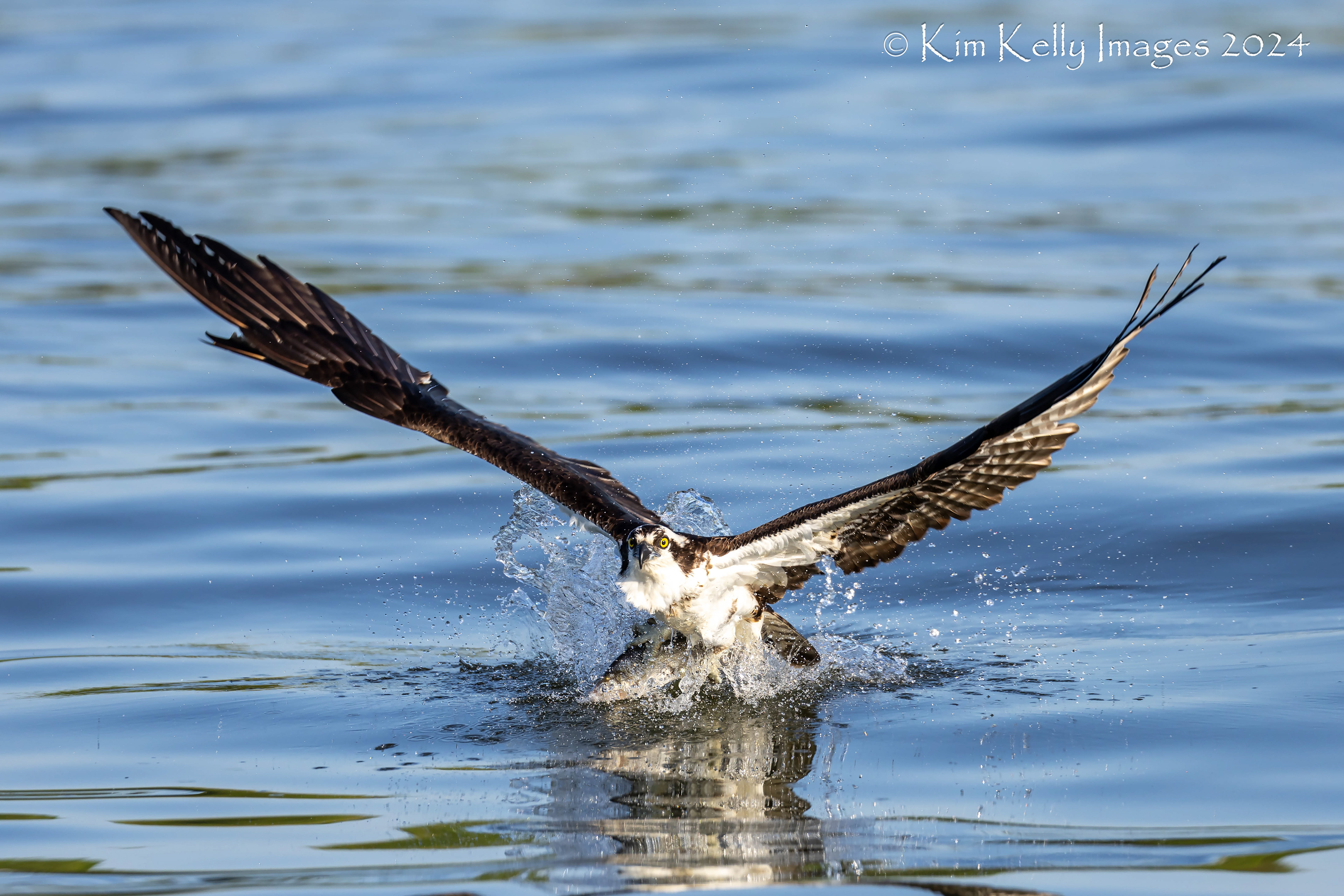 Osprey Snagging a Perch