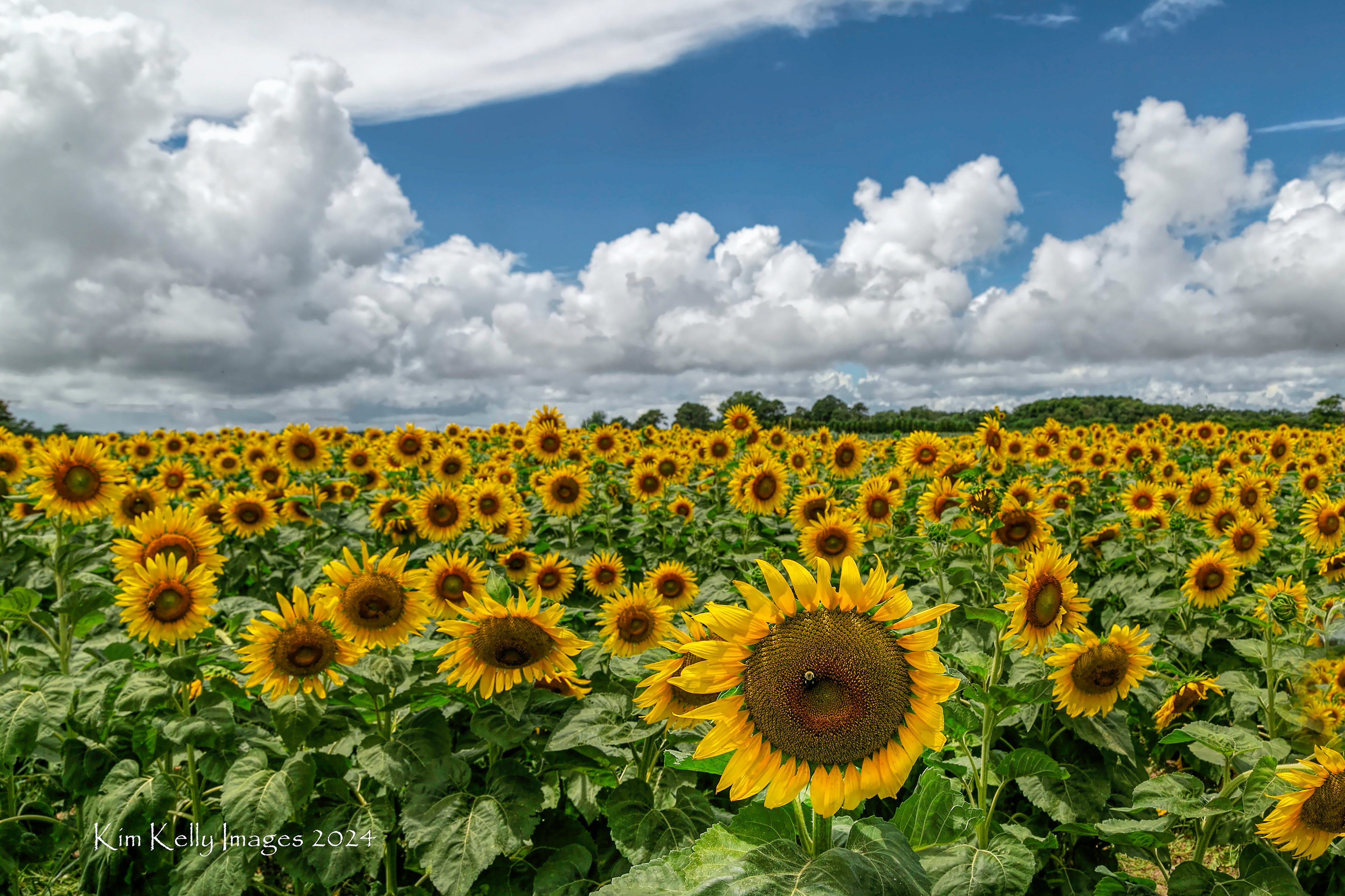Sunshine on a Cloudy Day