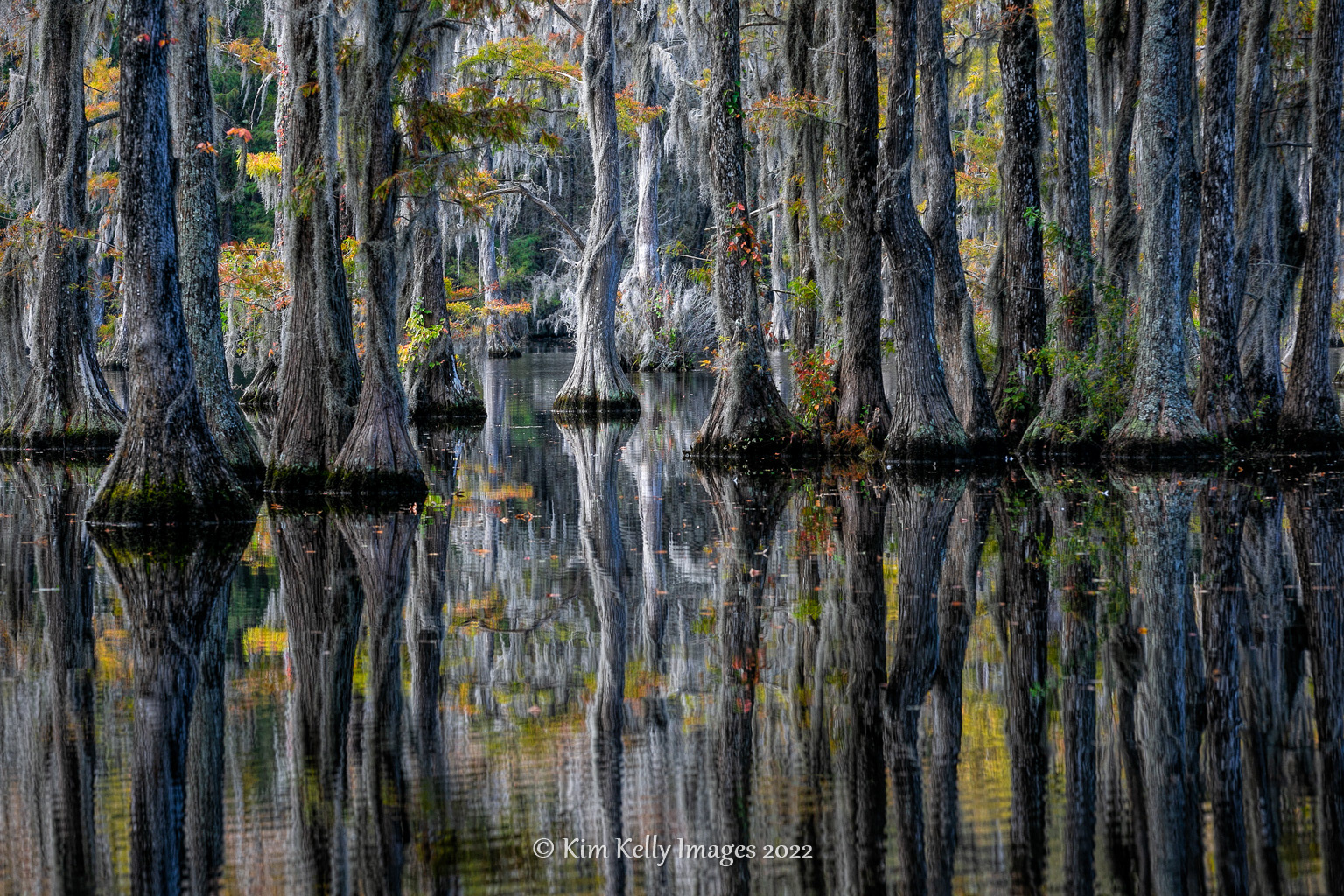 Beacon Among the Cypress