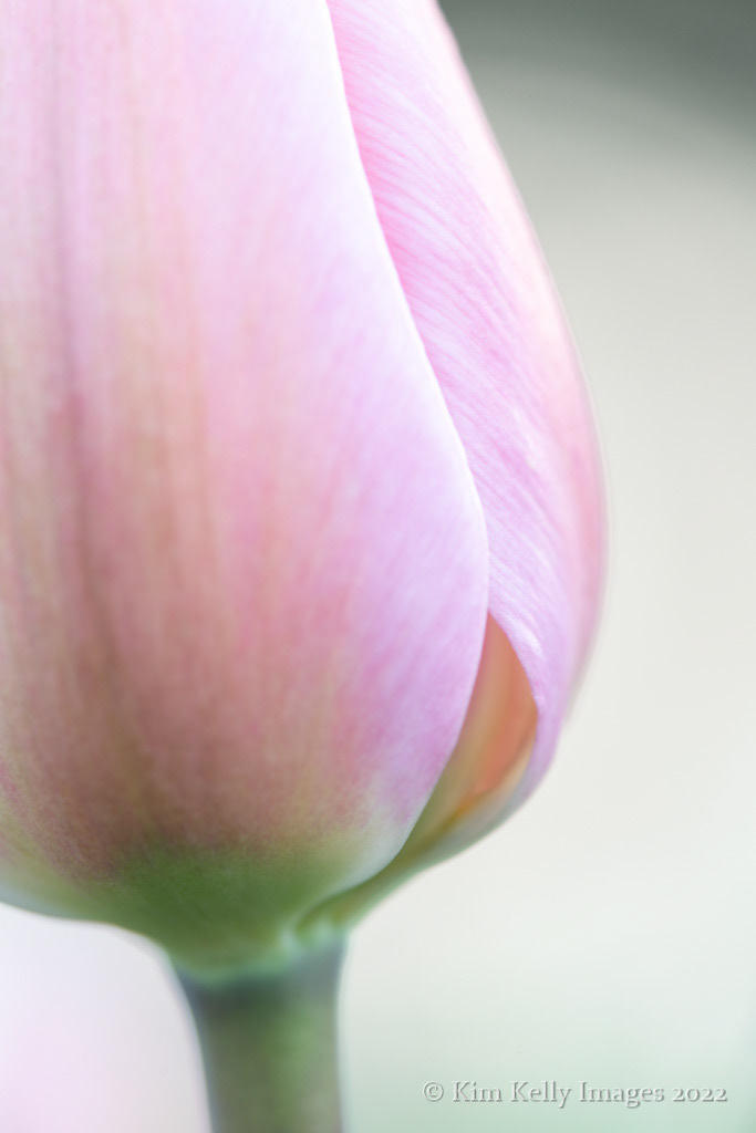 Petal Strokes