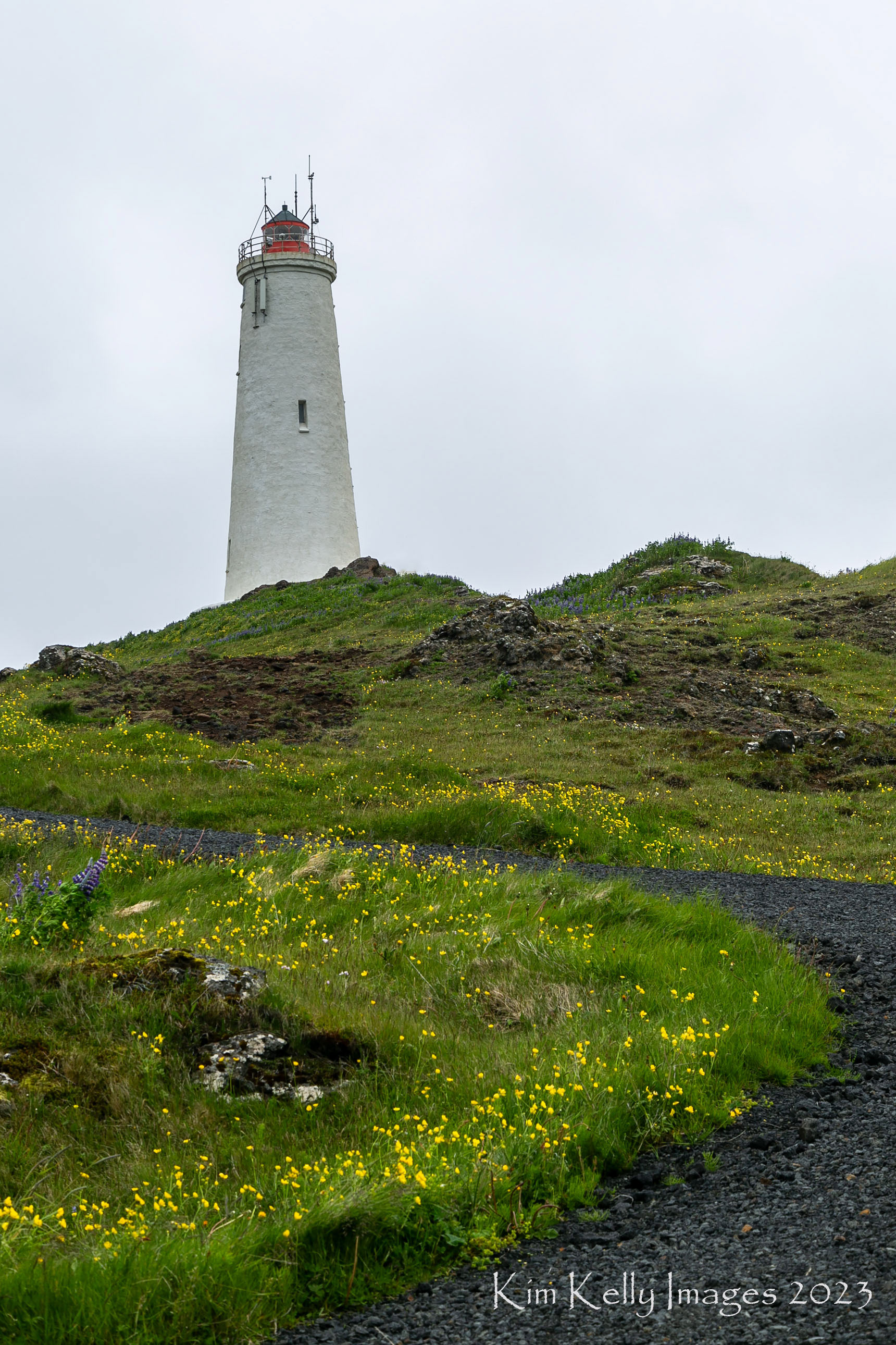 Follow the Buttercups to Reykjanesviti