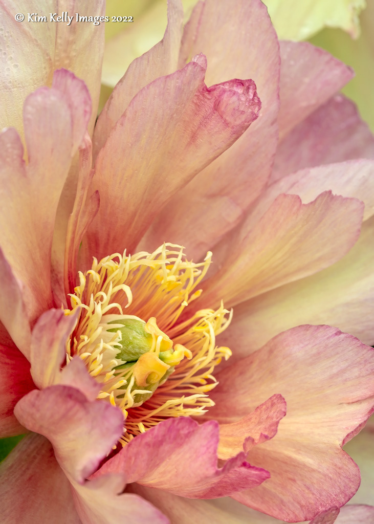 Painterly Peony