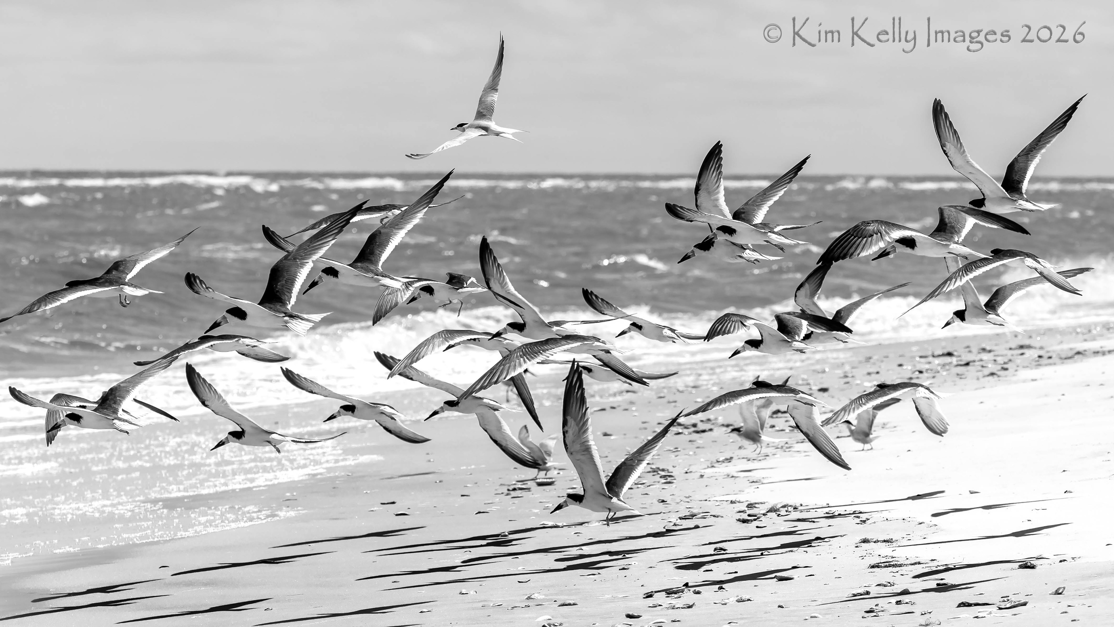 Skimmers Take Flight