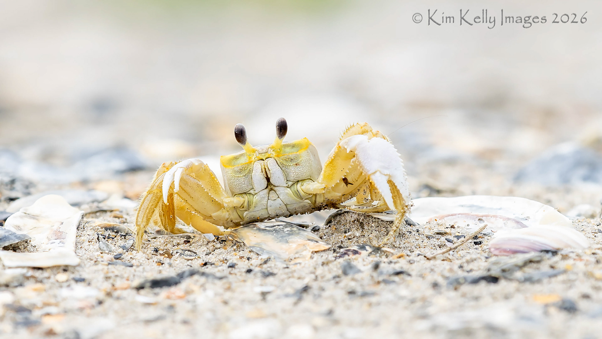 I Spy A Ghost Crab
