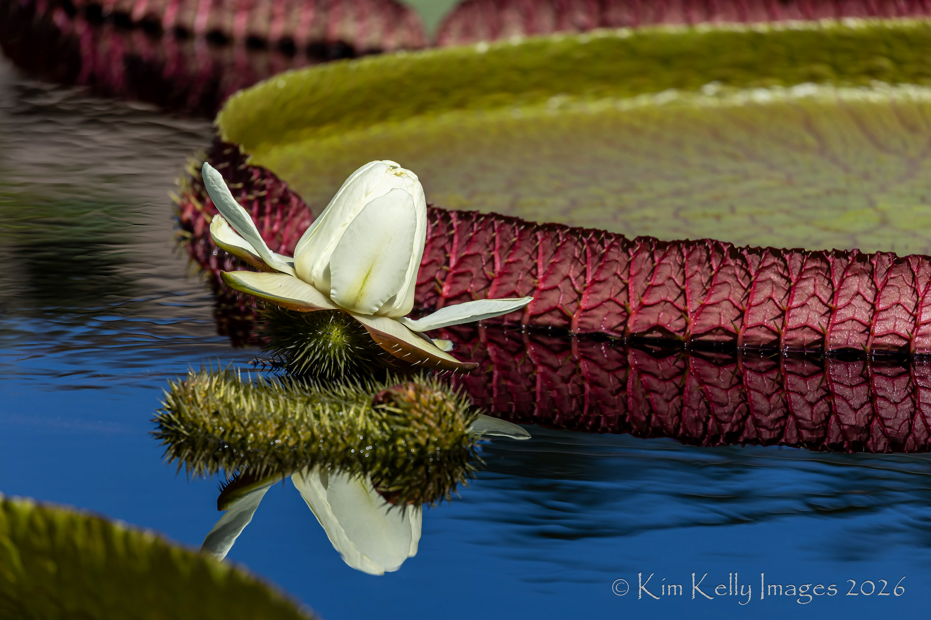 Blooming Among the Platter Lilies