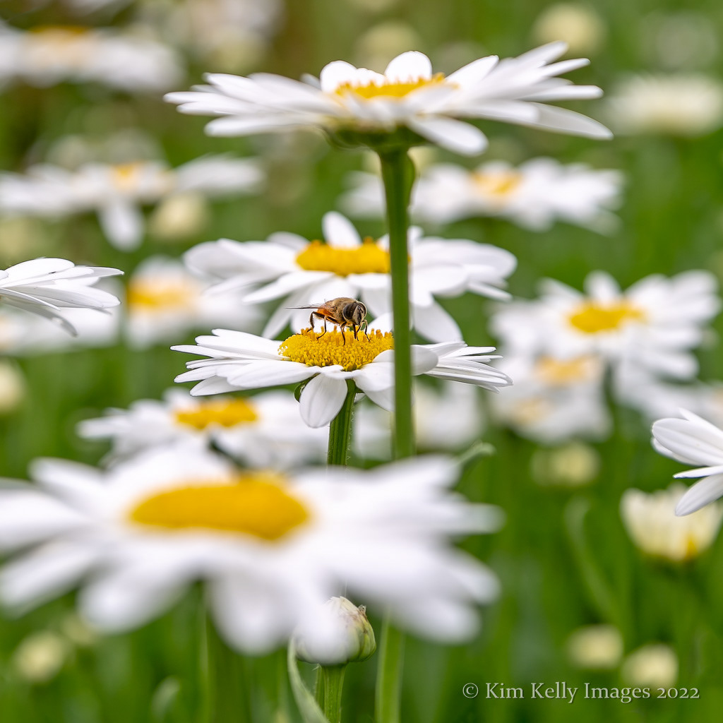 Sipping Daisy Nectar