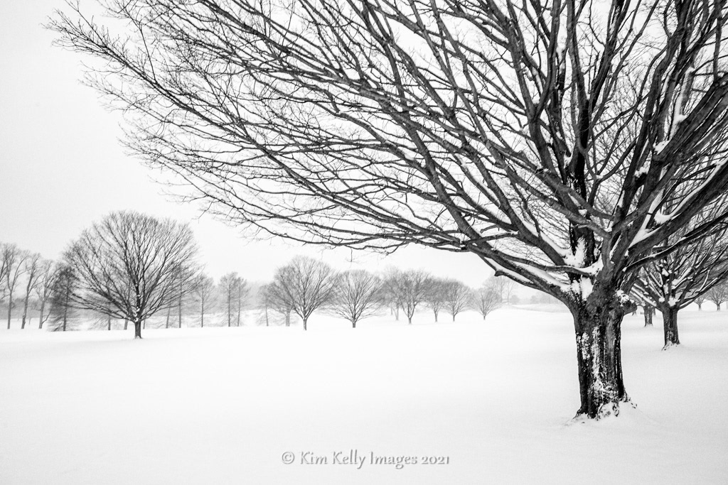 Barren Trees in Snow