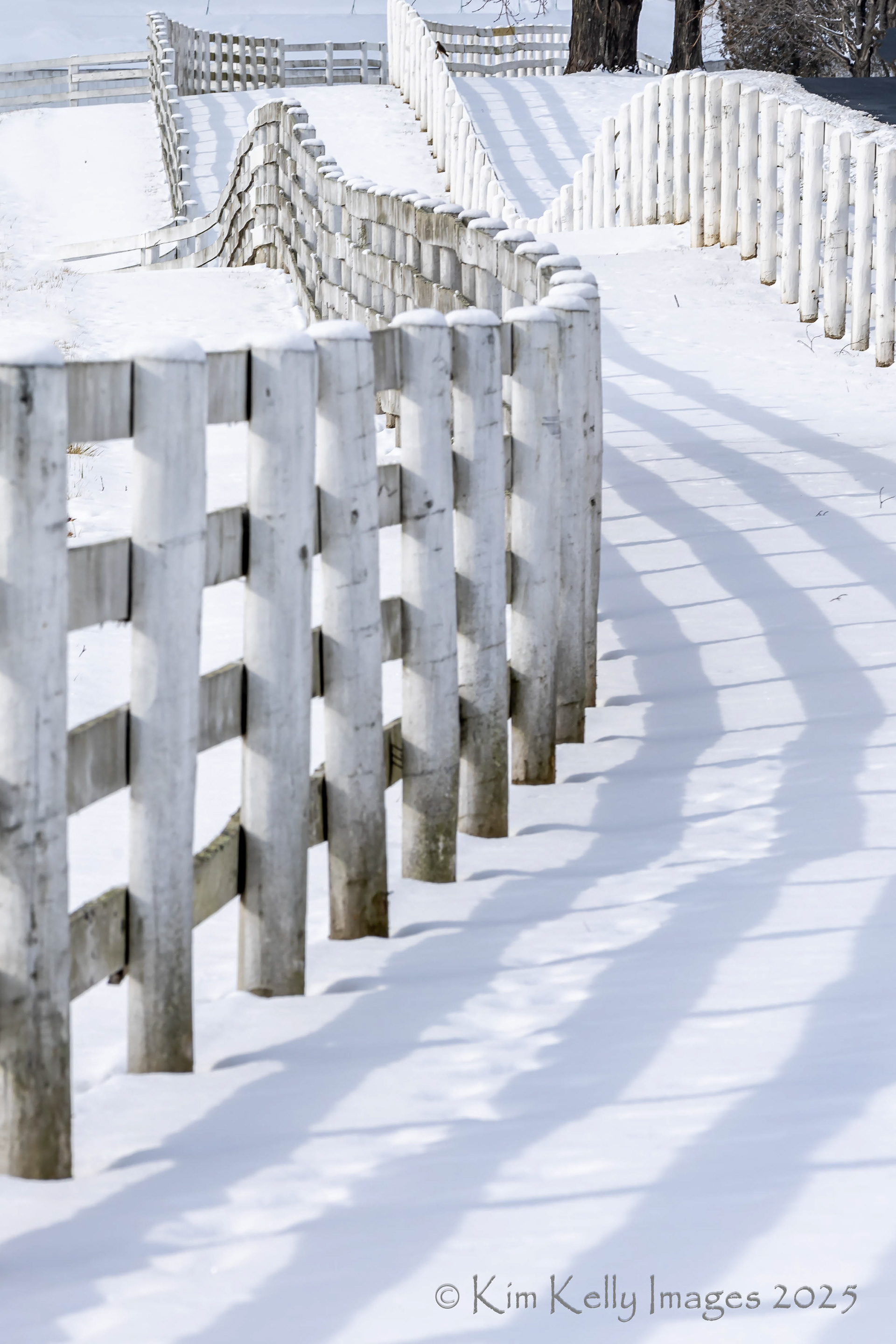 White Fencelines in Snow