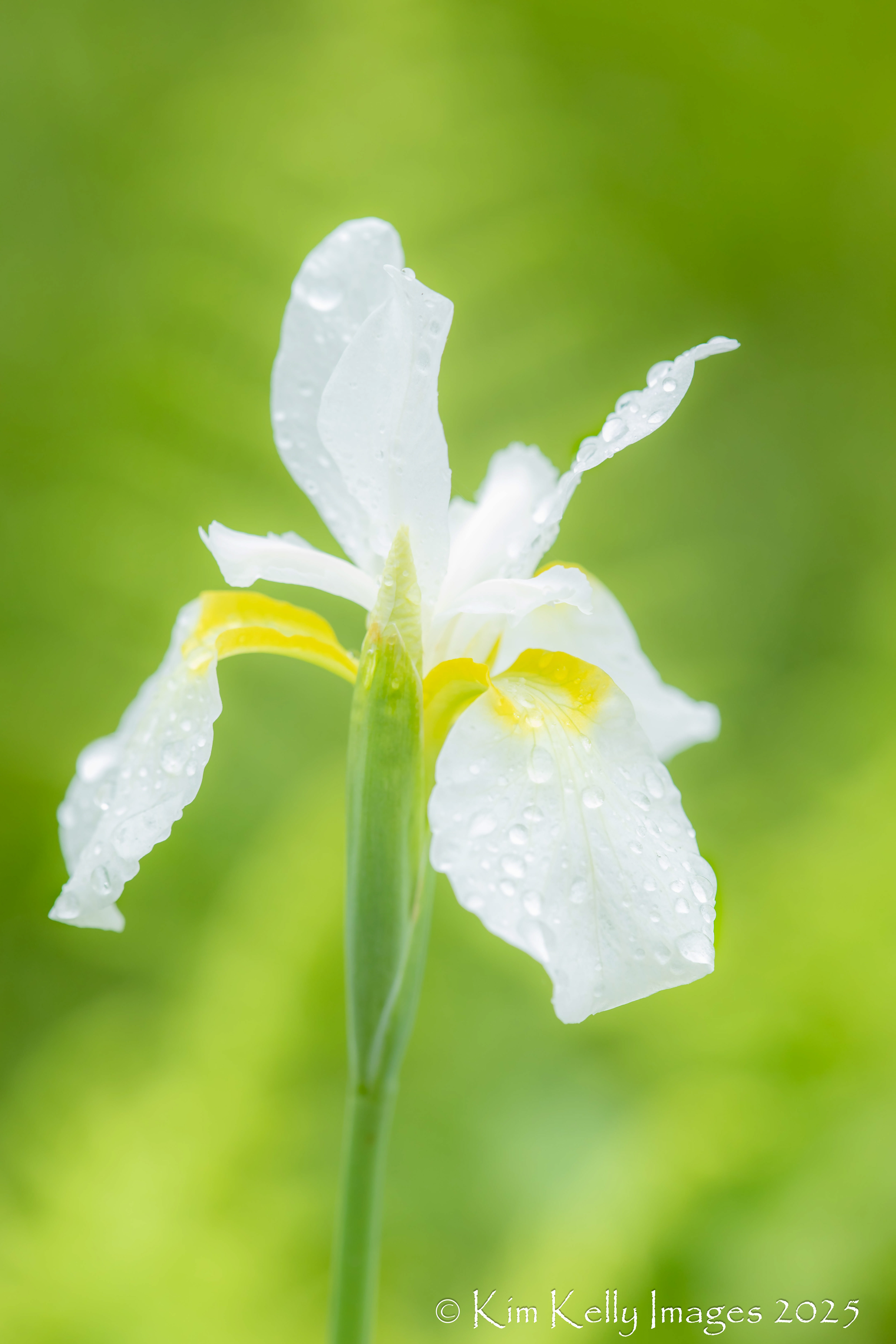 Heaven's Tears on a White Iris