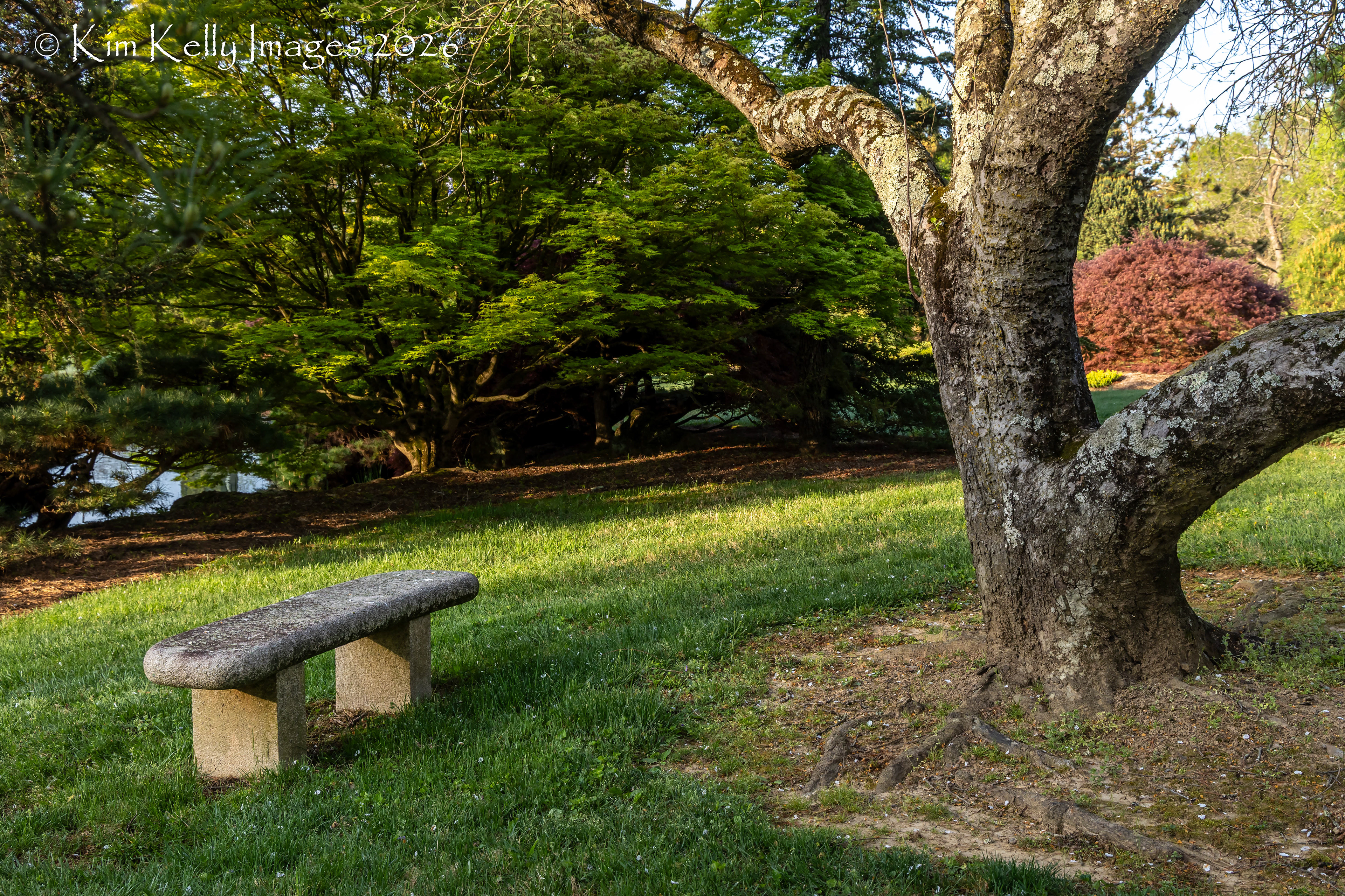 Stone Bench Under Branches