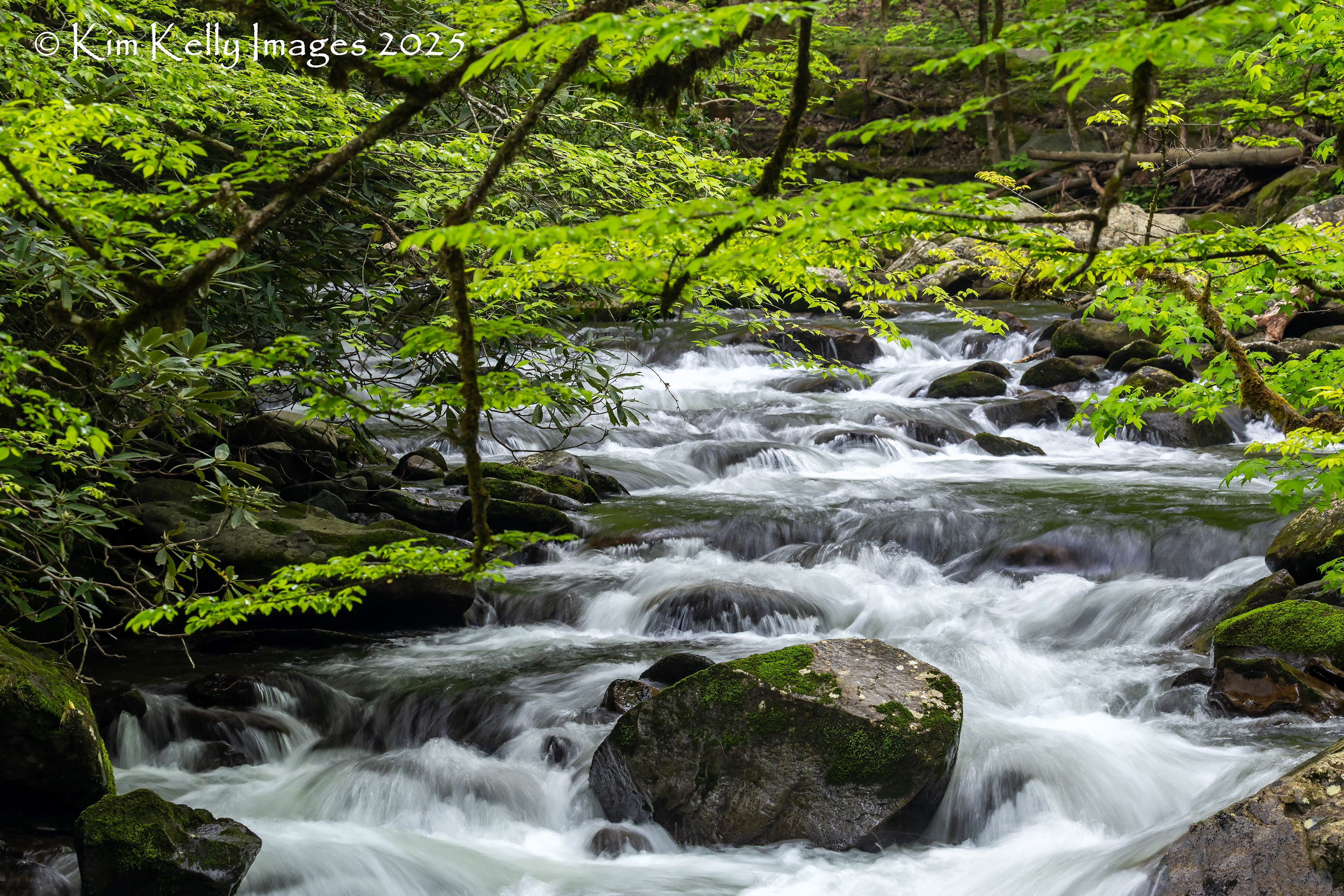 A Cascade of Water and Leaves
