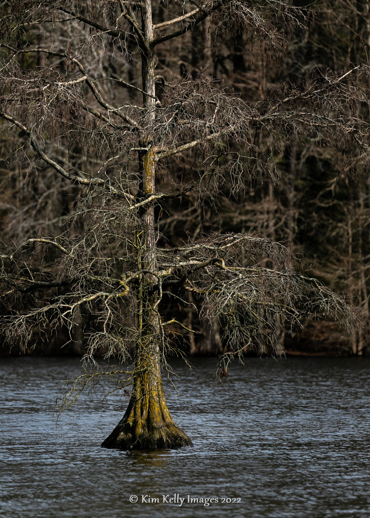 Winter Cypress
