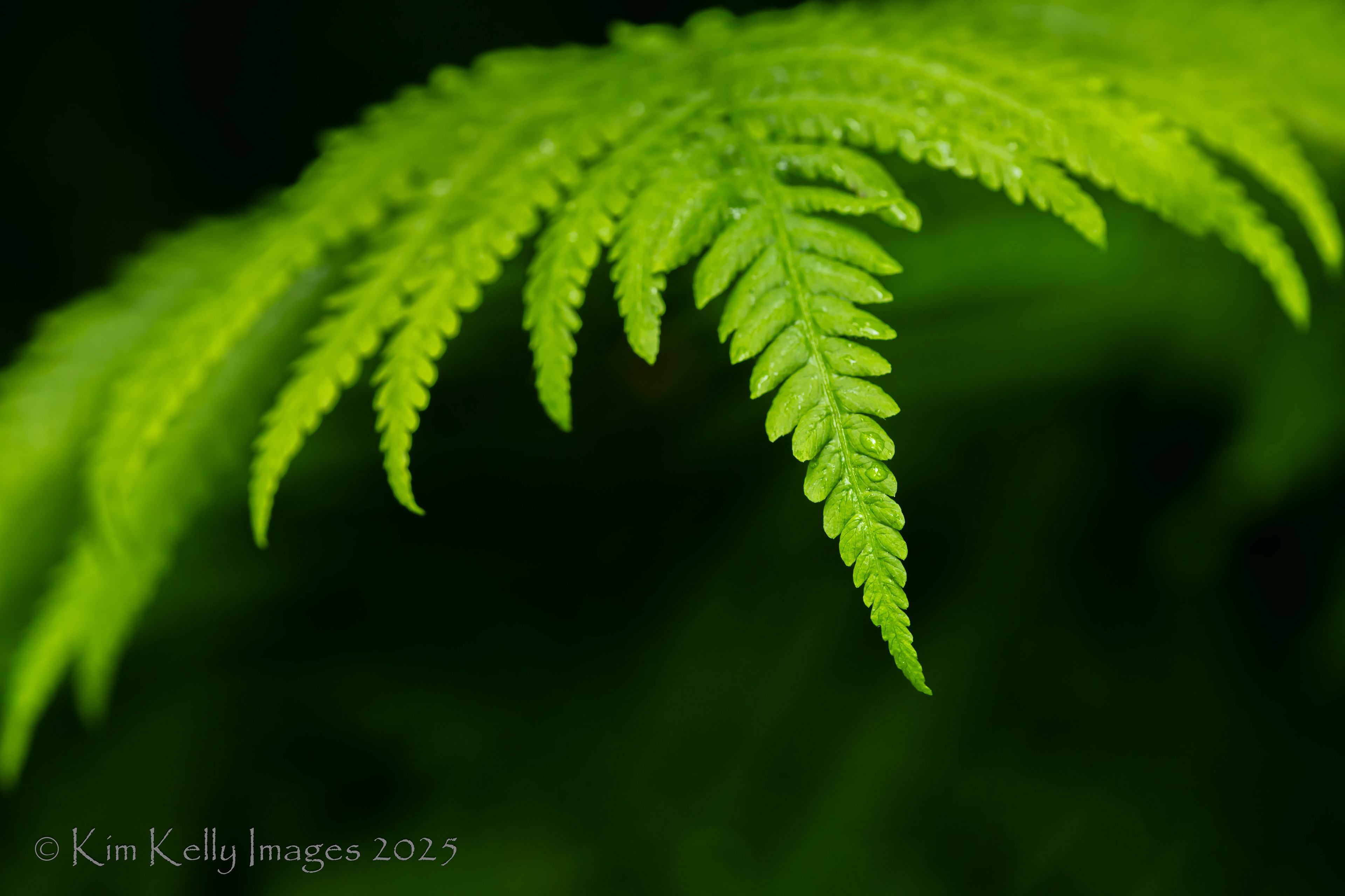Fern Apex