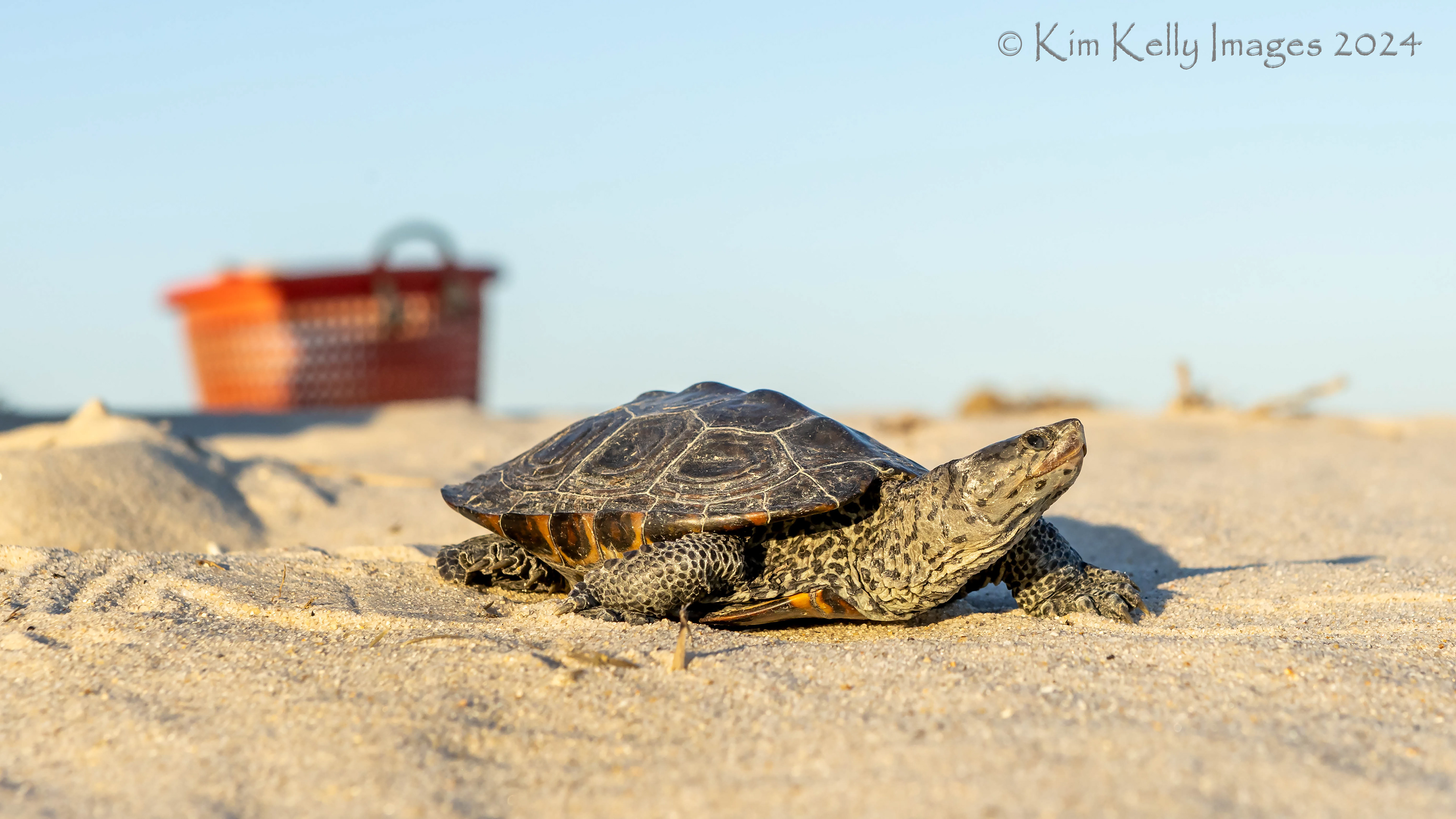 Smitty a Diamondback Terrapin