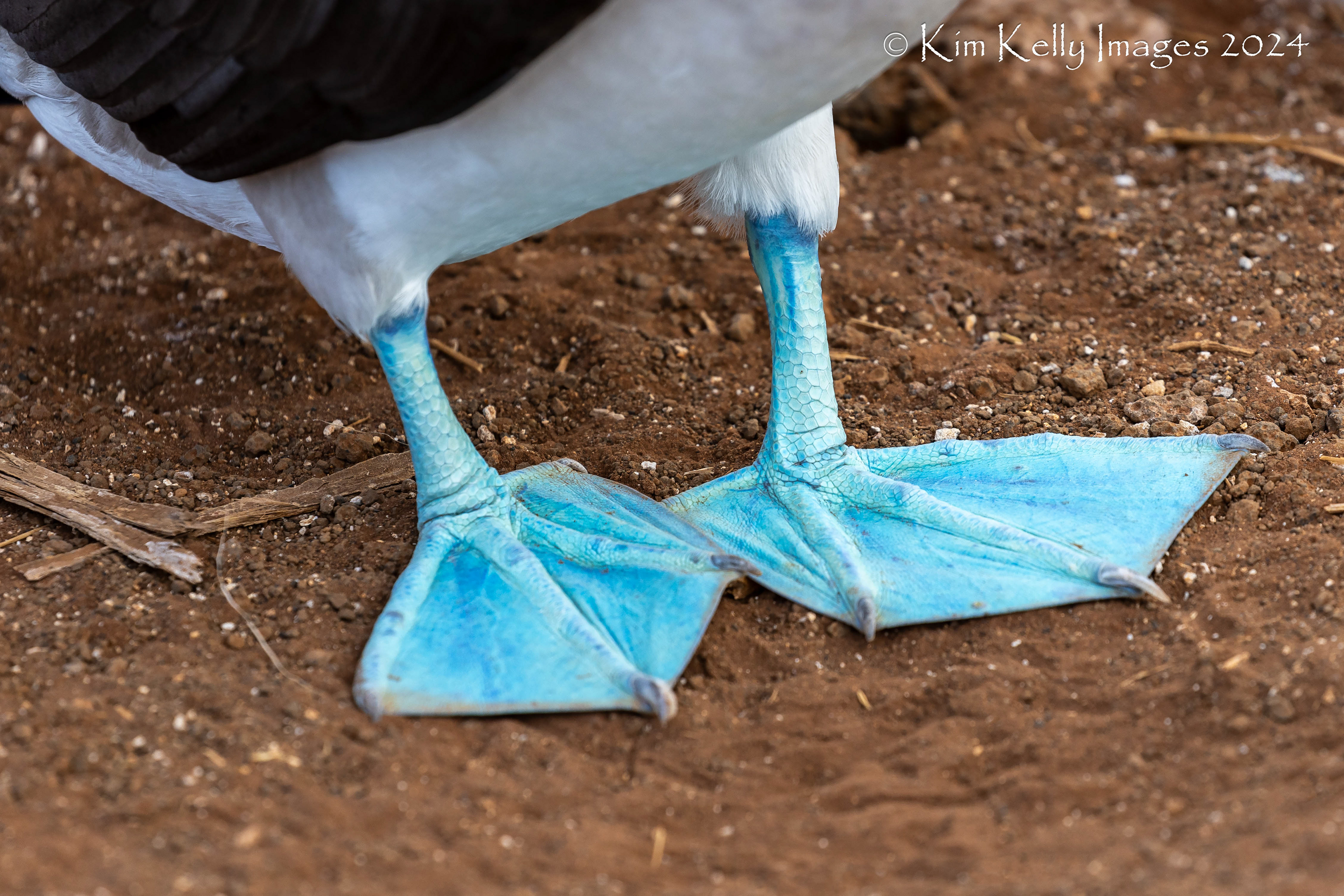 How About Those Blue Suede Shoes